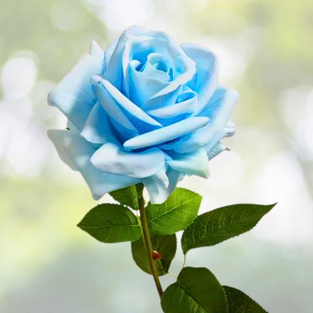 Light Blue Rose Seeds - 20 Rare Seeds for Serene Blooms - Rosa spp.