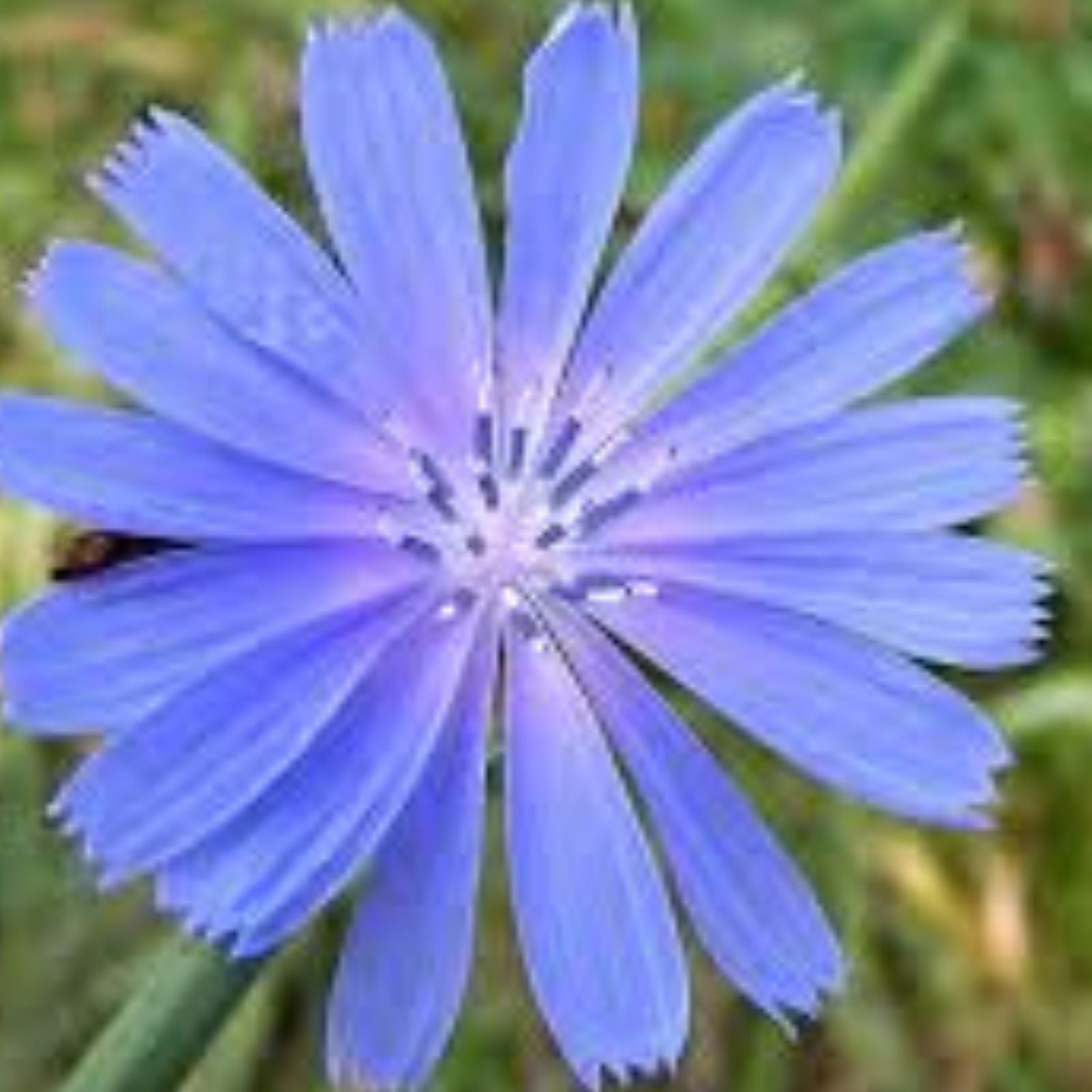 Chickroy Wildflower Seeds 2,000 Pack - Native Flower Mix for Wildlife Food and Planting - Native Plant Seeds