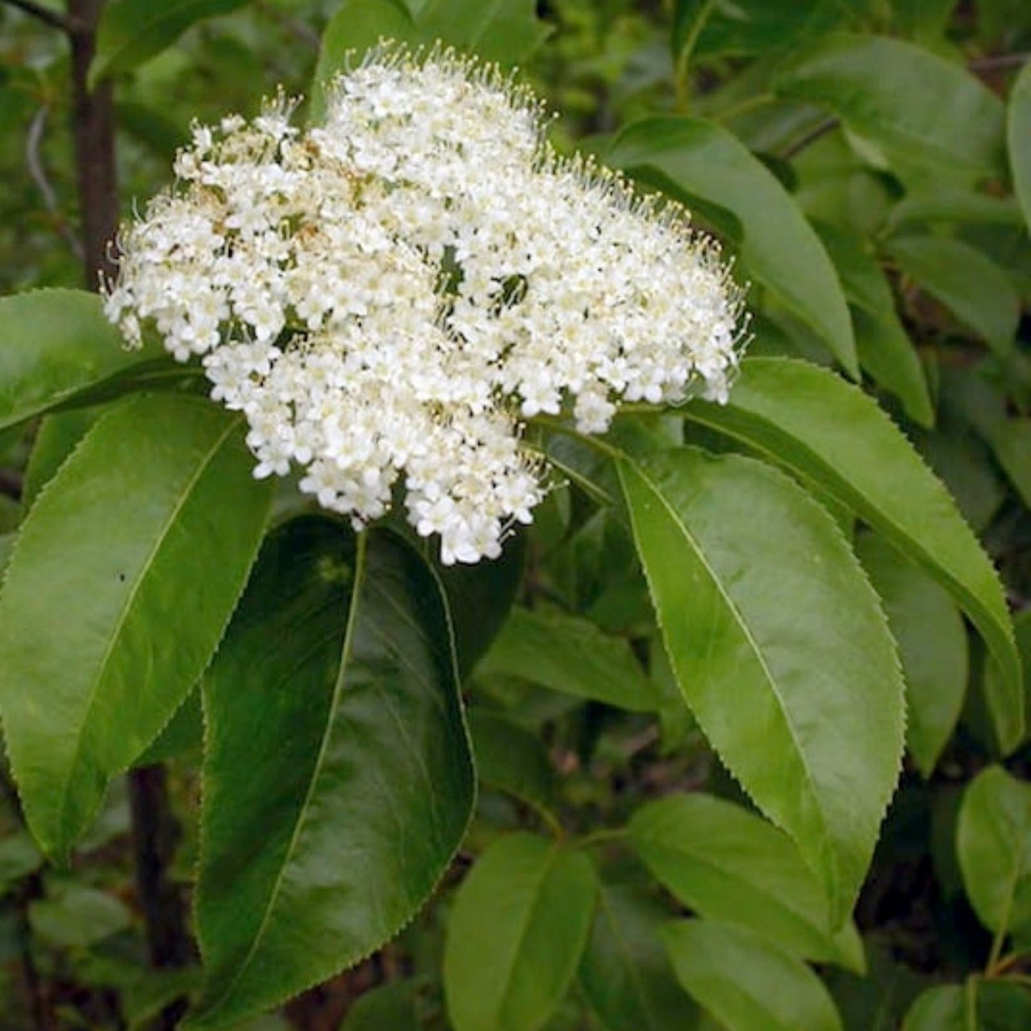 Nannyberry Viburnum Starter Plant 8-12 Inches Hardy Shrub Live Plant Zones 5-9 Viburnum lentago