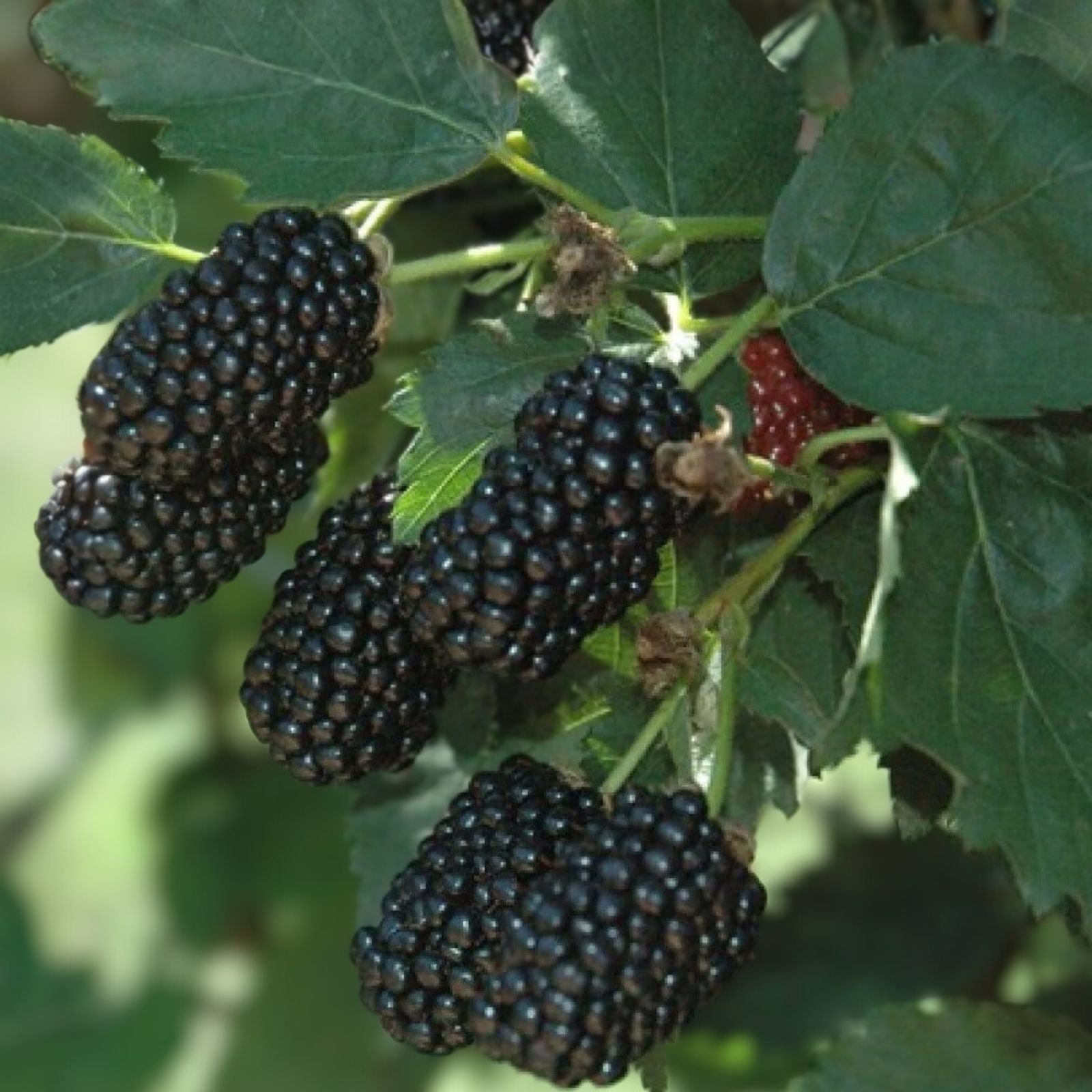 Blackberry Plant - Bare Root - Prime-Ark-45 Variety - Rubus spp. - High Antioxidant - Easy Care for Home Gardens