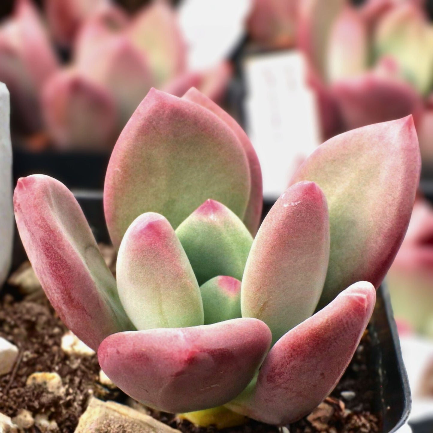 Pachyveria Succulent 2" Blue Green & Pink Rosettes Pachyveria 'Draco' Easy Care Indoor Plant