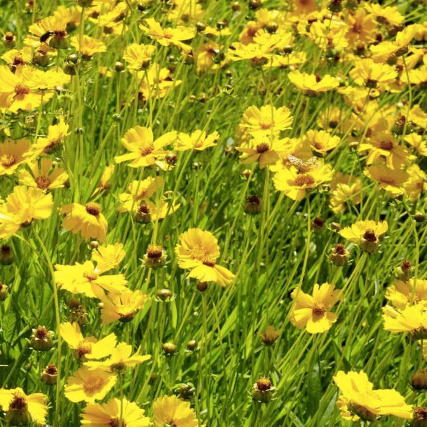 Lance Leaf Coreopsis Seeds 200 Organic Coreopsis lanceolata Wildflower Seeds USA Grown Free Shipping