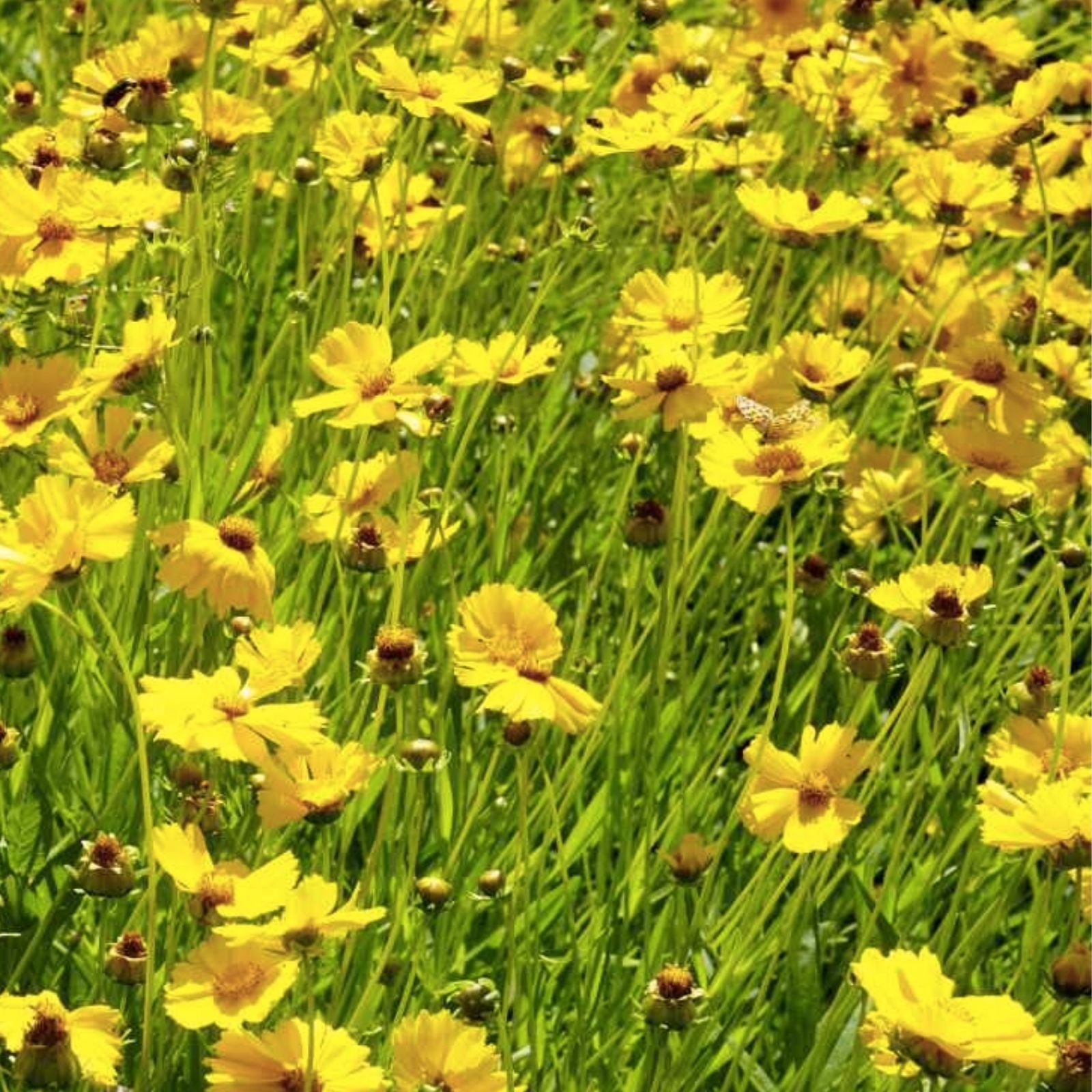 Lance Leaf Coreopsis Seeds 200 Organic Coreopsis lanceolata Wildflower Seeds USA Grown Free Shipping