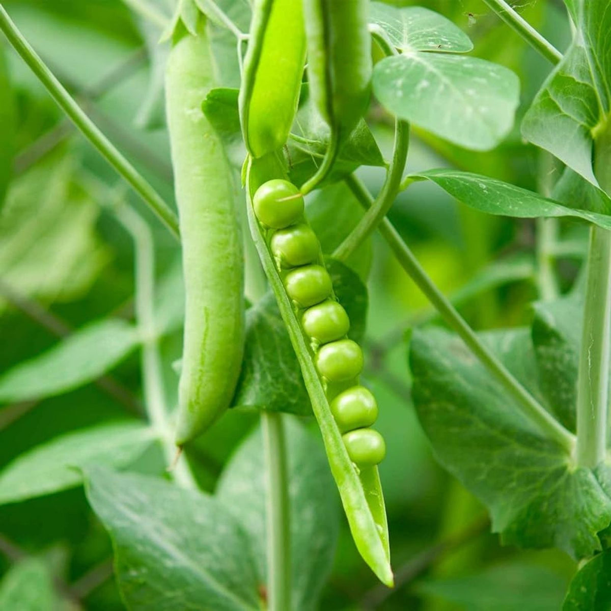 Organic Non-GMO Green Pea Seeds 8 oz – Pisum sativum Garden Peas for Planting, Vegetable Seeds, Heirloom, Non-GMO, Organic