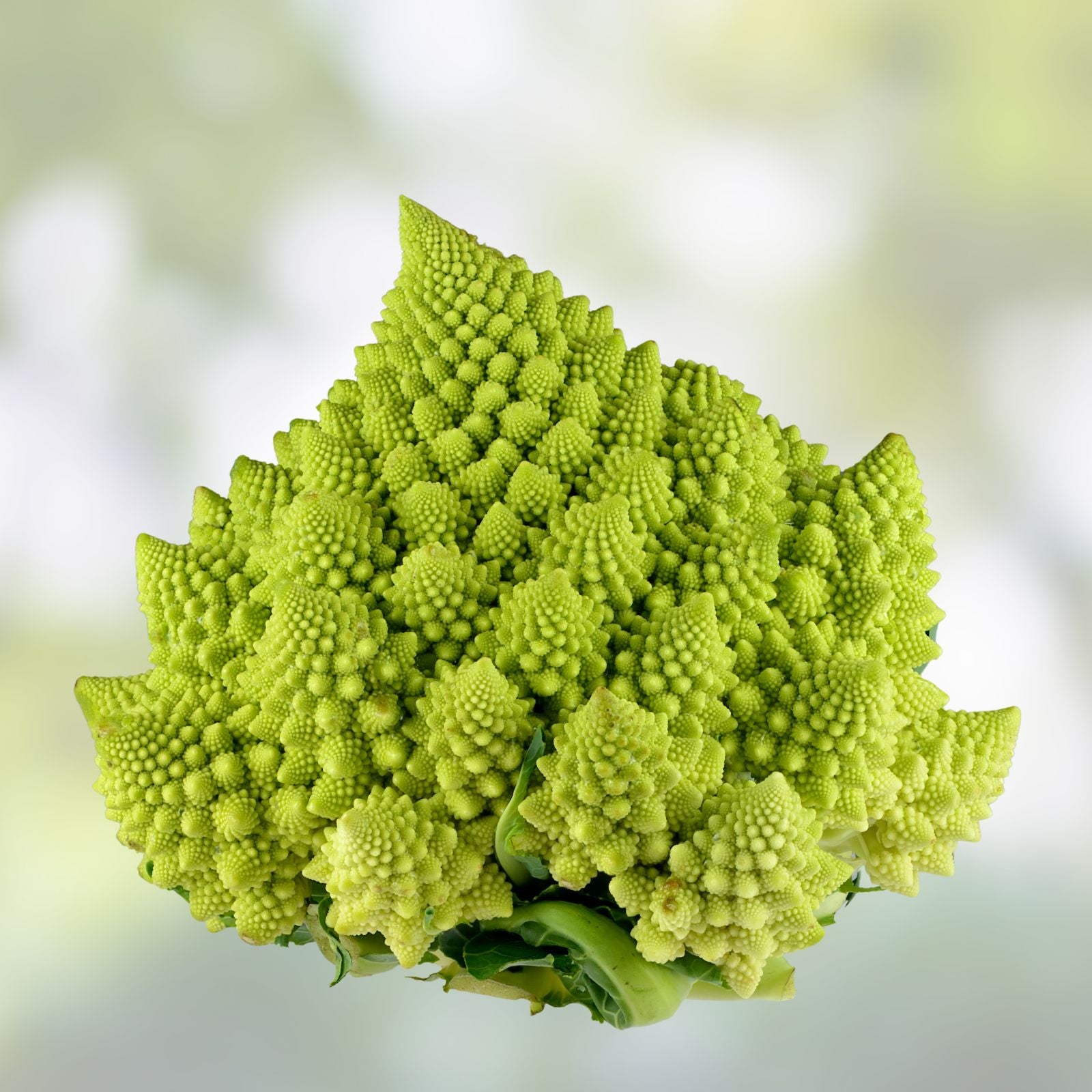 Romanesco Broccoli Seeds 250+ Non-GMO Organic Brassica oleracea for Planting | USA Grown