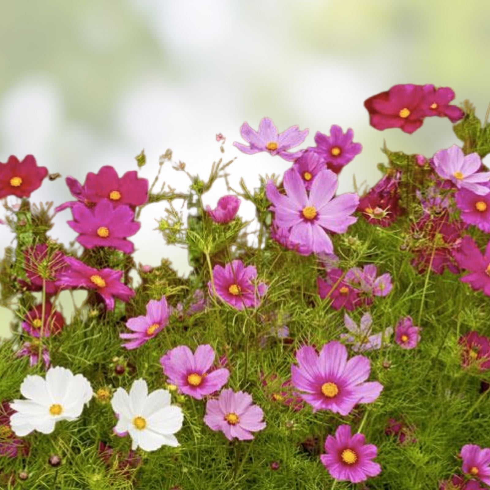 Cosmos Mix Seeds 100 Organic Variety - Colorful Cosmos bipinnatus Flower Seeds - USA Grown, Ships Free