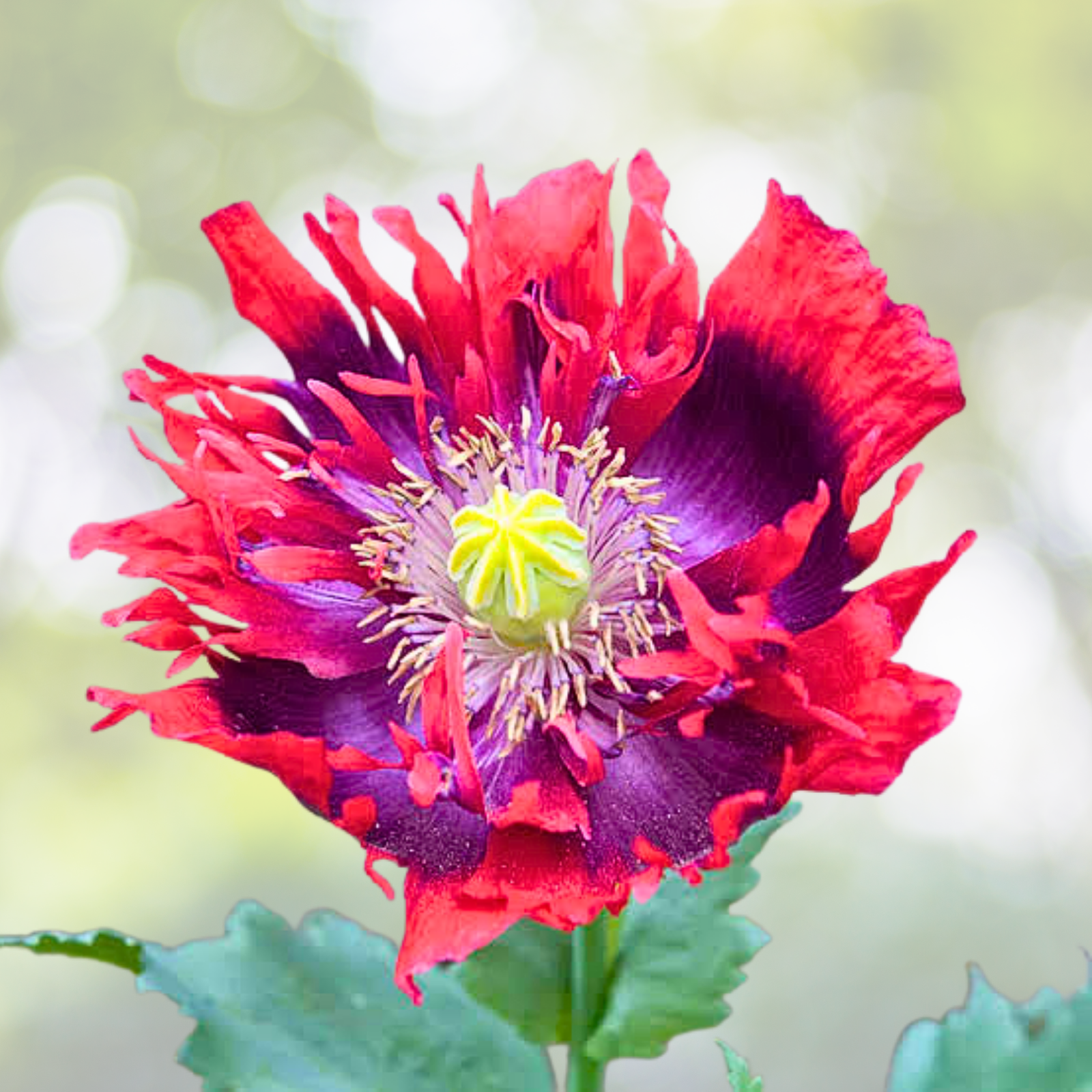 Poppy Seeds - 1000 Non-GMO Drama Queen Breadseed Red Purple Flowers - Papaver somniferum