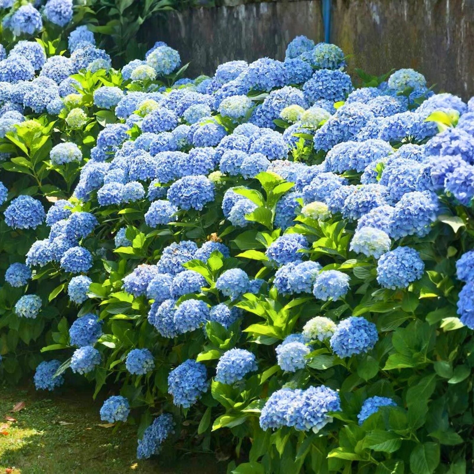 Nikko Blue Hydrangea Seeds 85 or 250 Count Non-GMO Flower Seeds Hydrangea macrophylla Blue Bloom