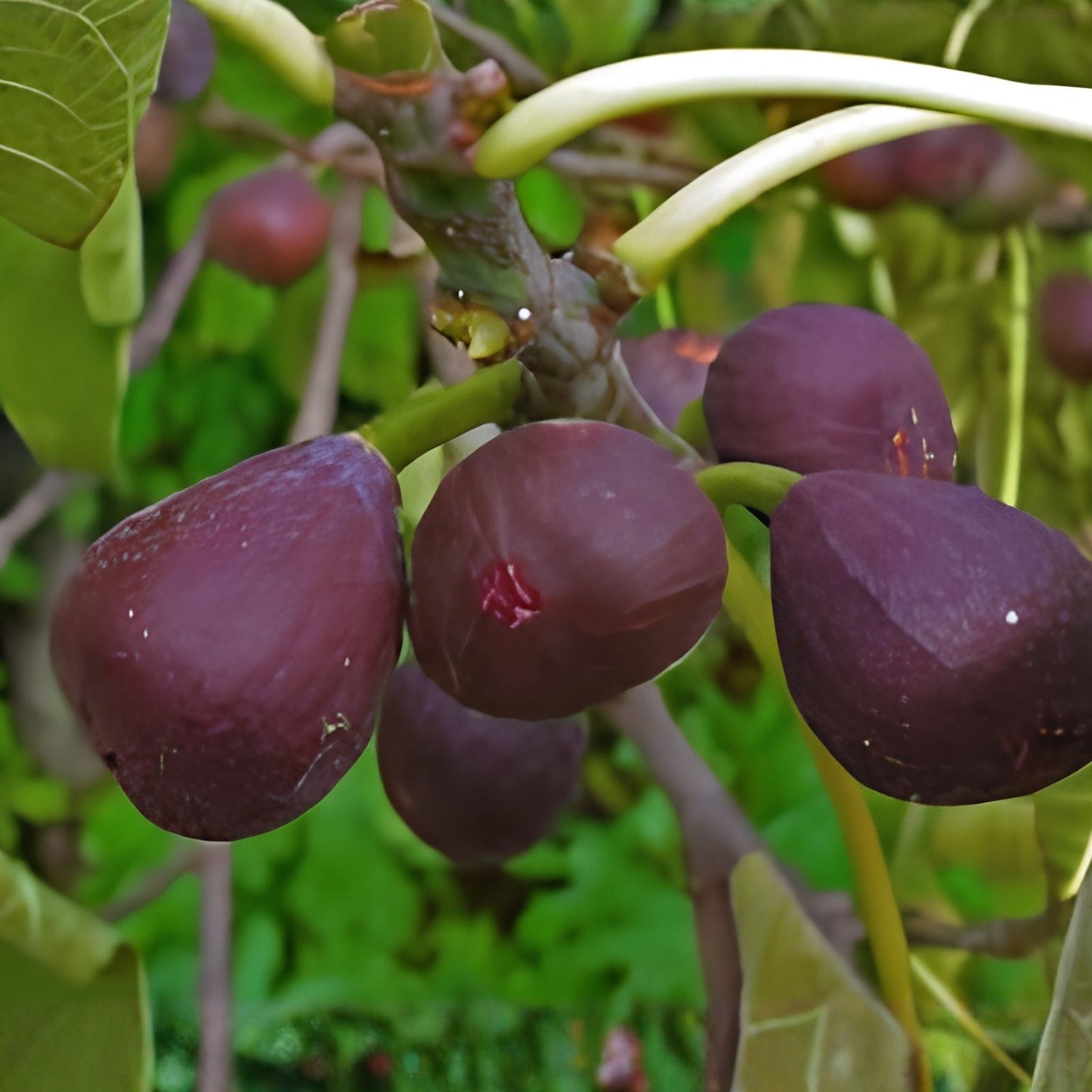 Edible Fig Tree Seeds 10 Pack Ficus carica Non-GMO Heirloom Fruit-bearing Plant Seeds