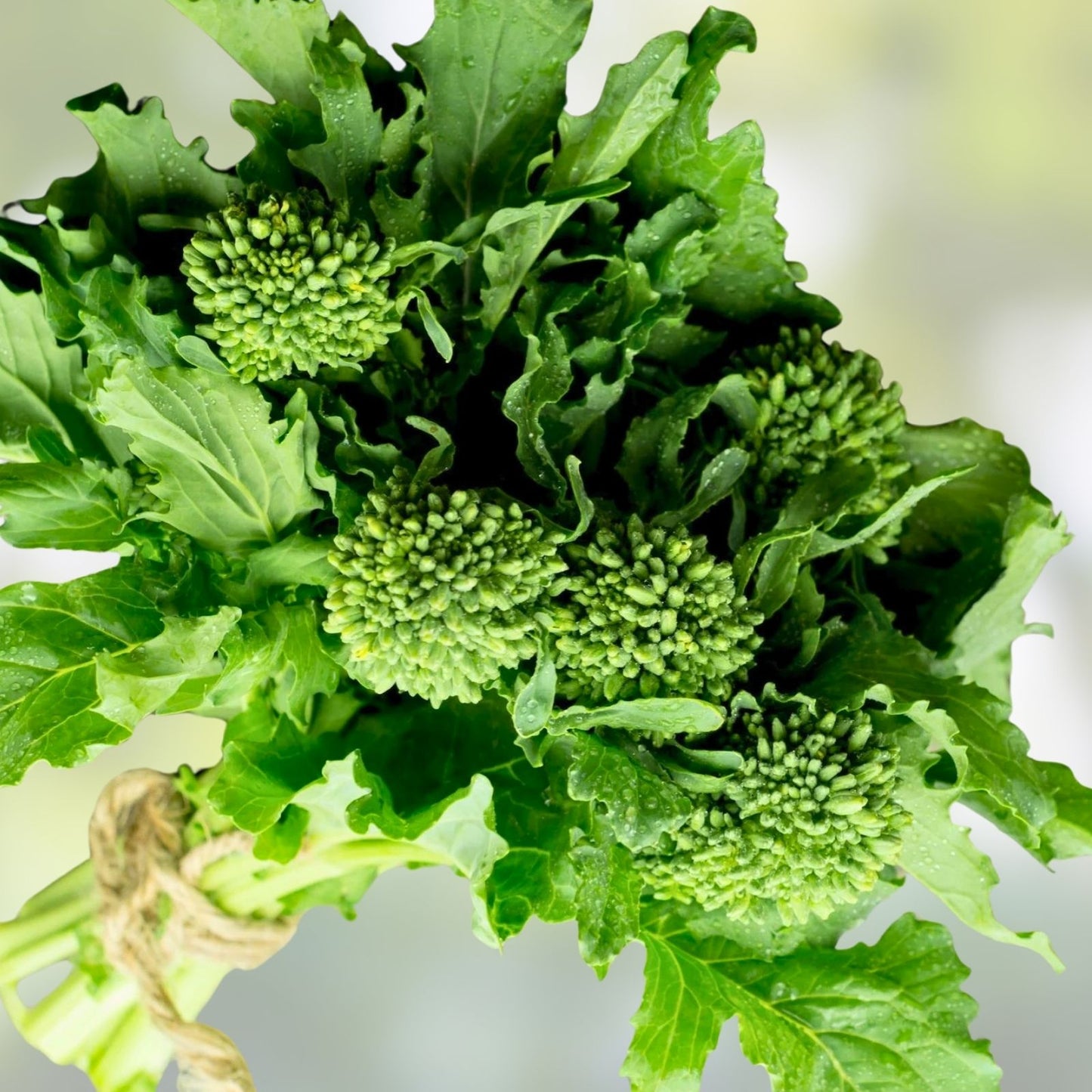 Broccoli Raab Seeds - 25+ Heirloom Seeds - Culinary Delight - Brassica rapa var. ruvo - Edible Greens for Cooking and Gardening