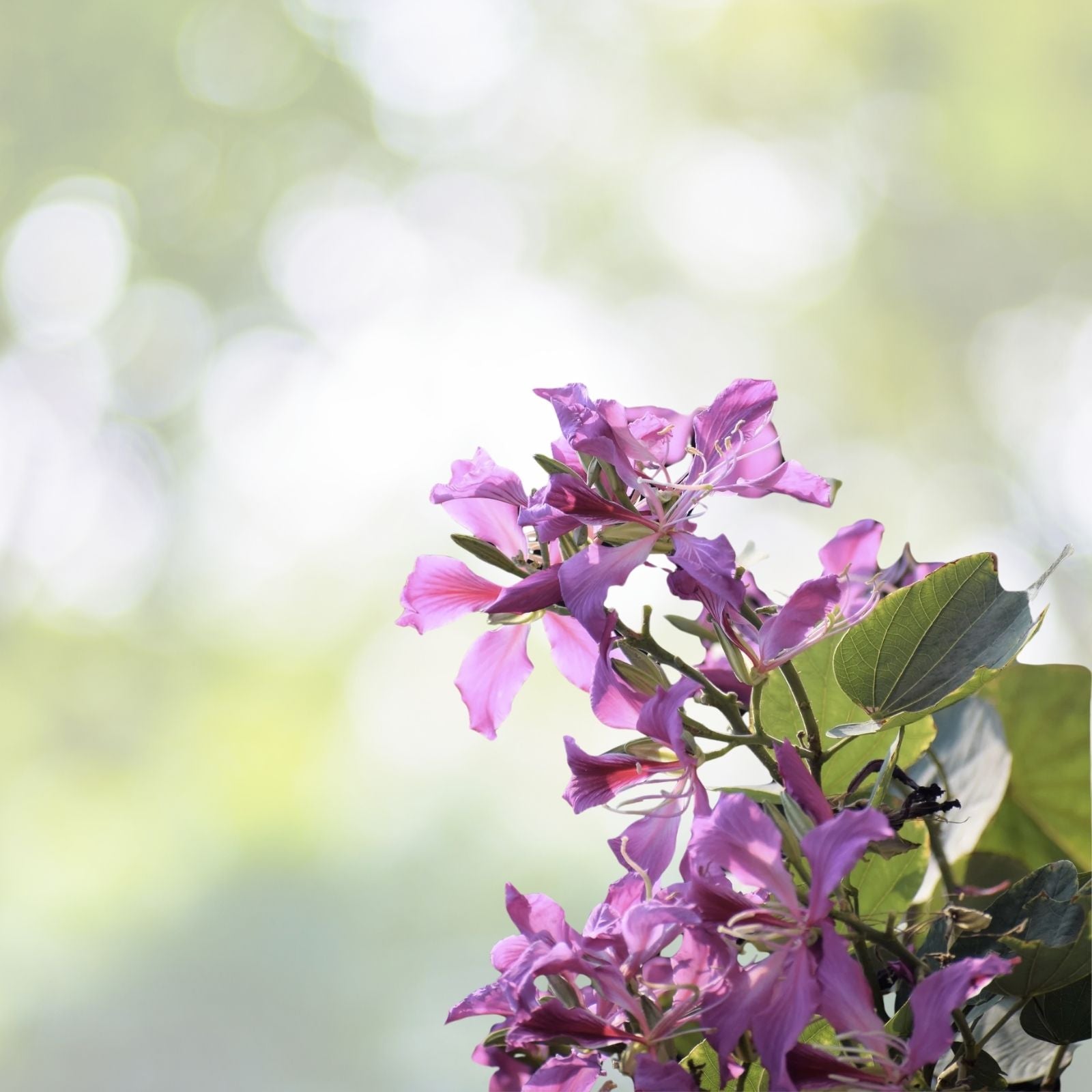 Hawaiian Orchid Tree Seeds - 10 Pack, Purple Flowers, Bauhinia purpurea, Free Shipping
