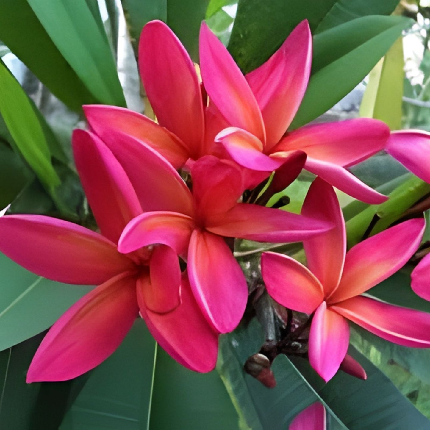 Large Rooted Plumeria Cutting 20" Kona Sunset with 2 Big Tips - Plumeria rubra Tropical Flowering Plant