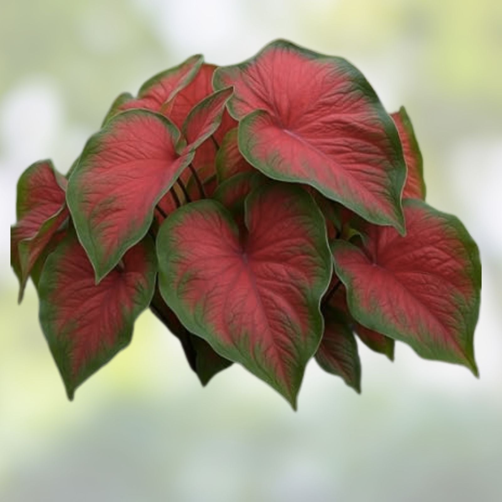 Caladium Bulbs - Red Flash & Fancy Mix, Colorful Perennial, Easy to Grow, Caladium bicolor