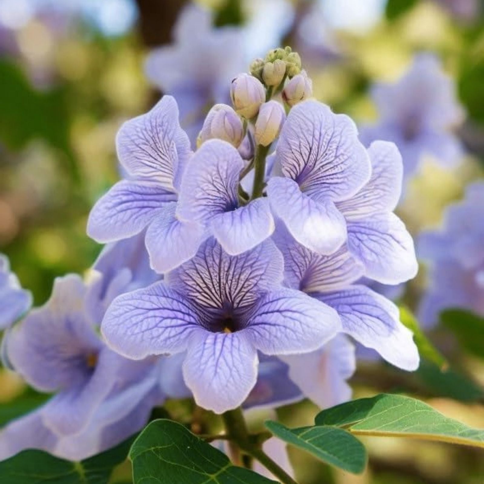 Royal Empress Tree Seeds 50 Pack - Beautiful Flowering Tree - Paulownia tomentosa - Fast Growing Ornamental Tree