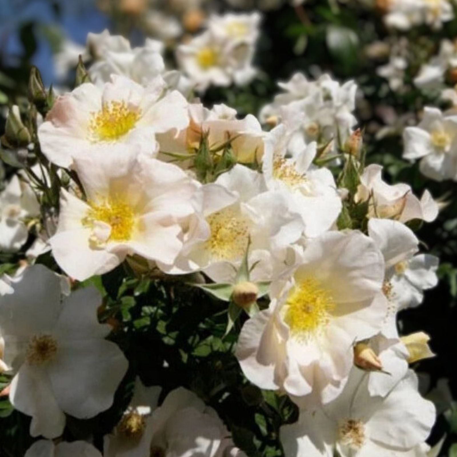 White Climbing Rose Bush Live Plant - 'Sally Holmes' - Rosa 'Sally Holmes' - Fragrant, Disease-Resistant Garden Rose