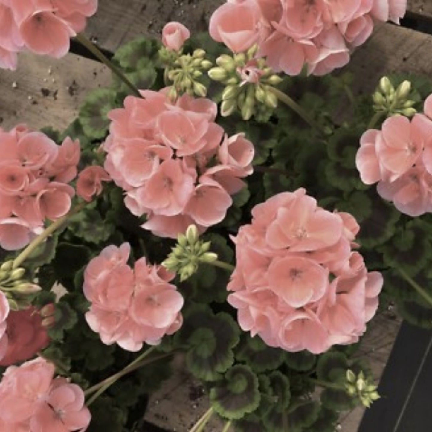 Coral Zonal Geranium Stem Cuttings – Pelargonium – 10 Healthy Roots for Propagation, Garden Plant, Indoor & Outdoor Gardening