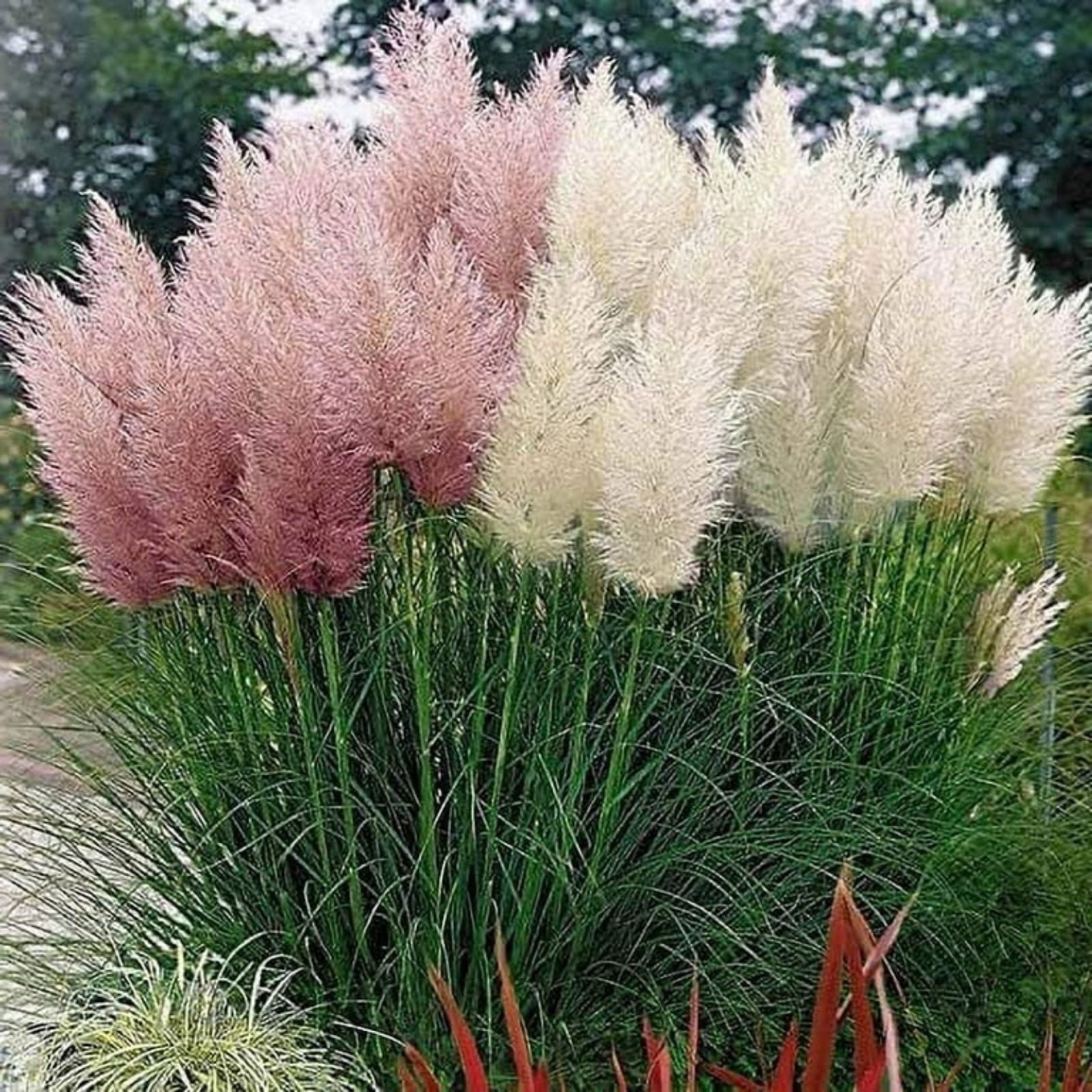 Giant White Pampas Grass Seeds - 100 Seeds - Ornamental Landscaping Grass - Cortaderia selloana