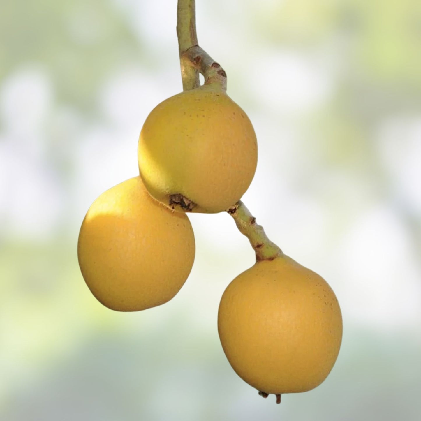 Japanese Yellow Plum Cuttings - 4 Large Edible Fruit Plantings - Prunus salicina - Fruit Tree for Landscaping and Edible Garden