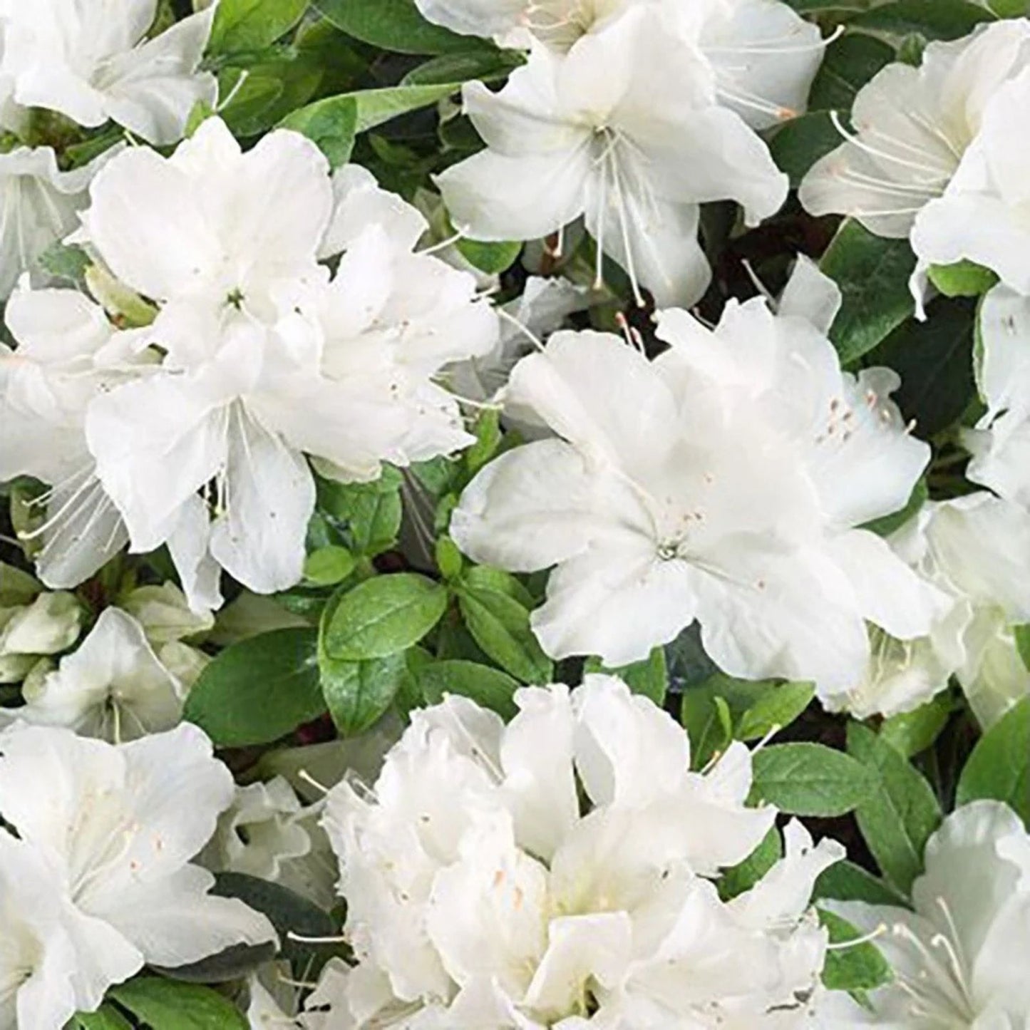 Rhododendron Azalea Snow White 6-inch Live Plant Evergreen Shrub with White Blooms, Rhododendron spp.