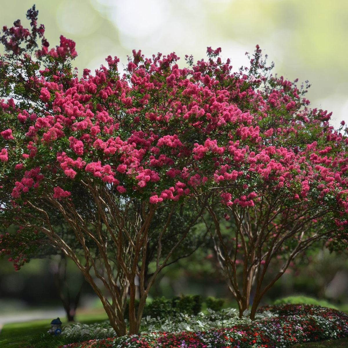 Crape Myrtle Cuttings 50+ Unrooted White Bloom 5-7" Lagerstroemia Indica