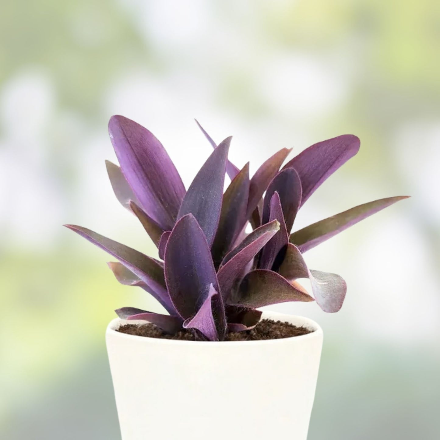 Purple Heart Cuttings - 8 Live Stems - Tradescantia Pallida Purpurea - Indoor Plant Decor - Houseplant, Succulent, Easy Care