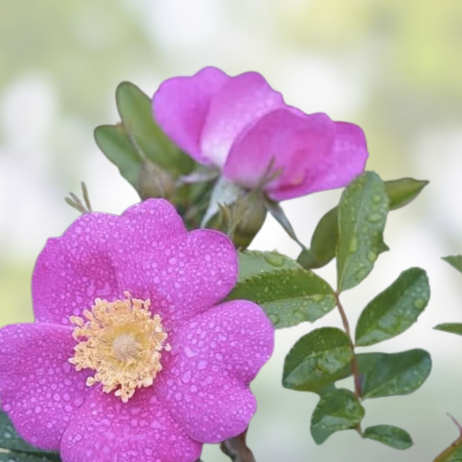 Woods Rose Seeds for Planting - 30 Seeds - Wild Rose Bush - Rosa woodsii - Perennial Flowering Plant