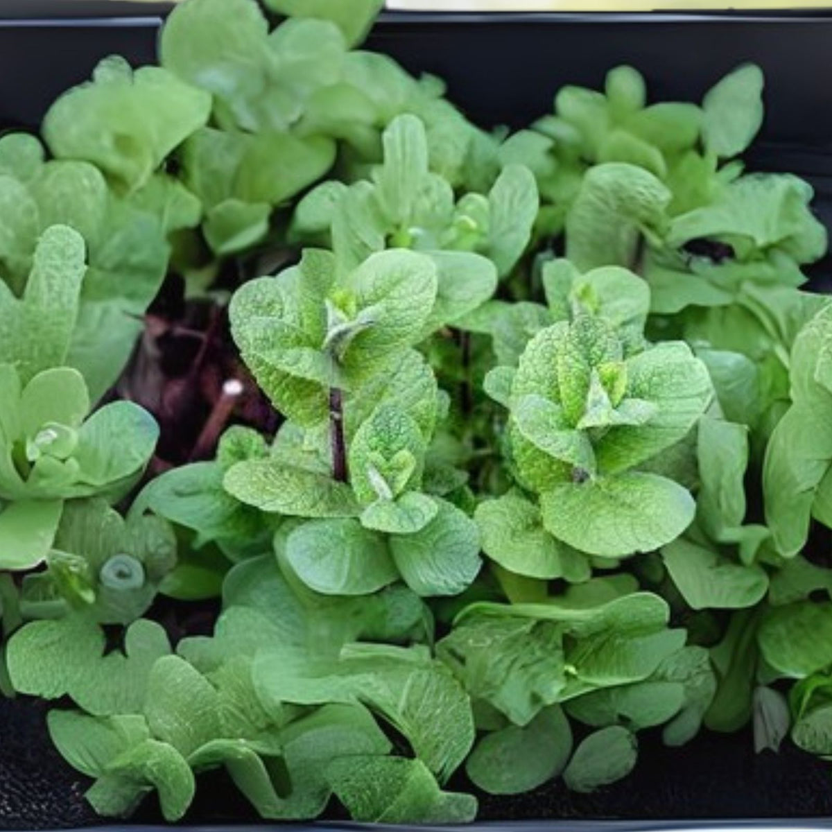 Organic Mojito Mint Plants - 4 Pack - Mentha Villosa - Fresh Culinary Herb for Gardens and Indoor Use