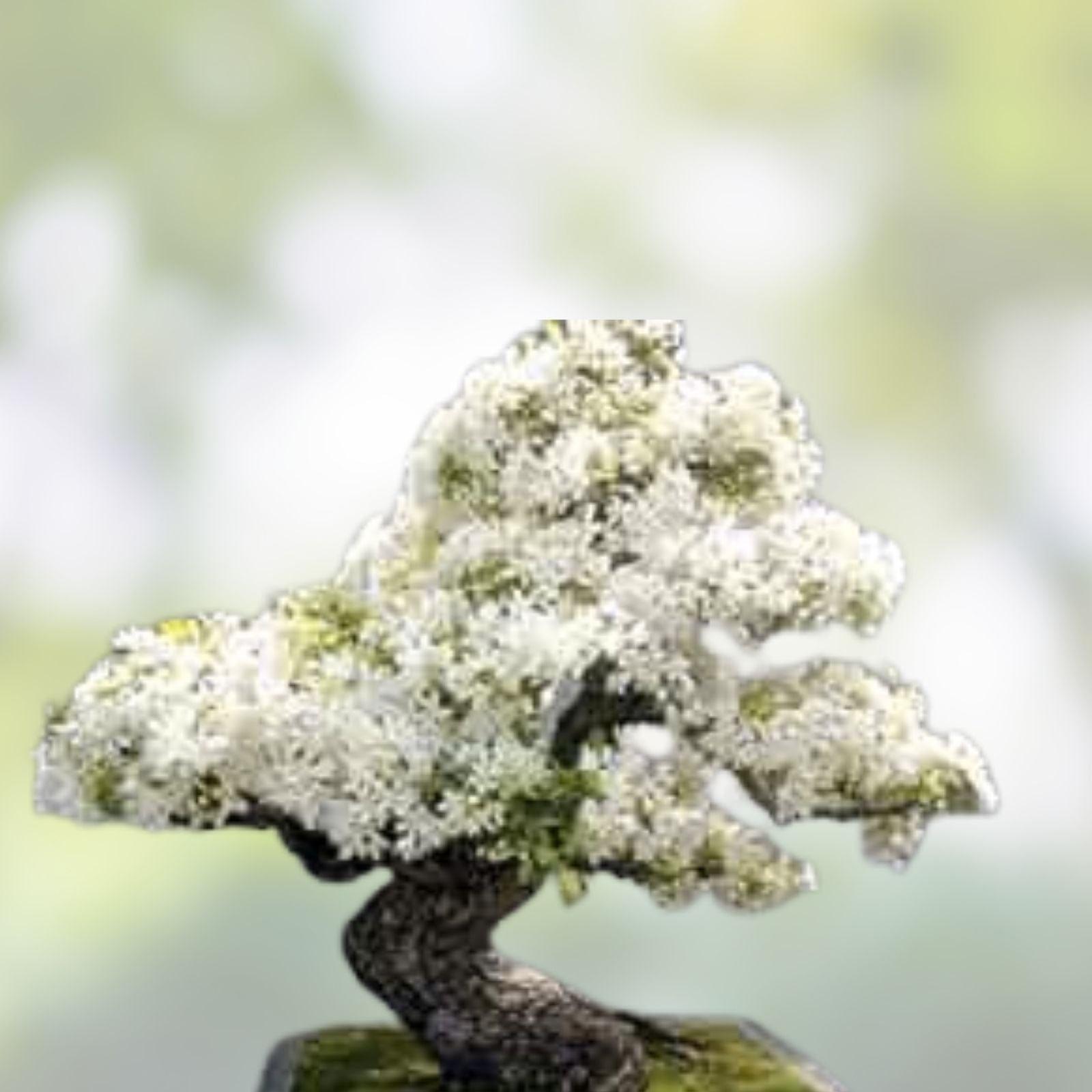 Japanese White Lilac Bonsai Seeds - 30 Seeds Syringa reticulata for Indoor & Outdoor Gardening, Planting, Bonsai Cultivation