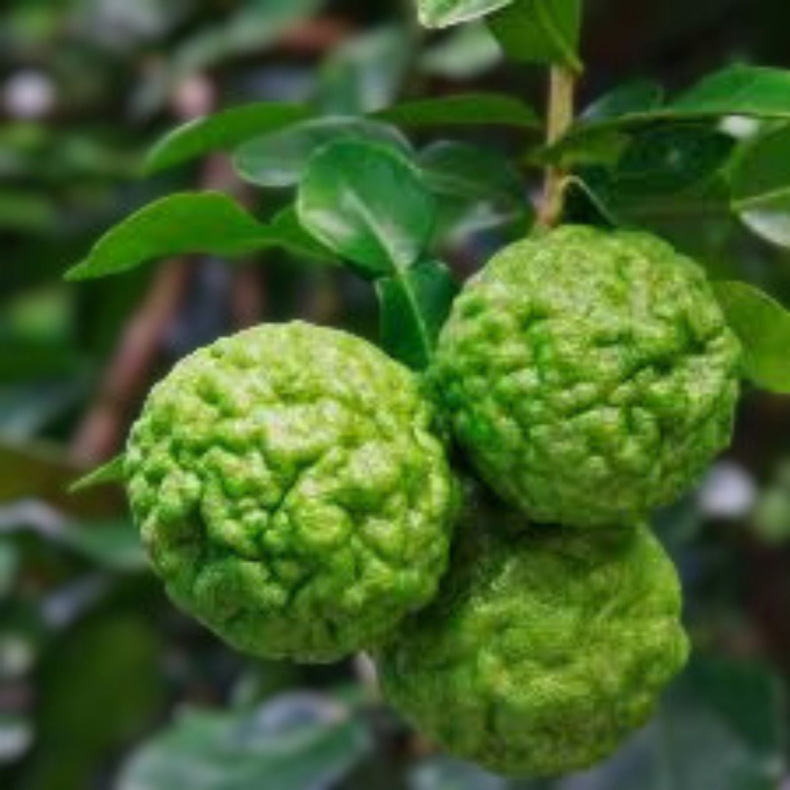Kaffir Lime Cuttings 5 Pack, Chanh Thai, Chanh Ba Chuc, Chanh So 8, Citrus hystrix, Fresh Herb Plantlets