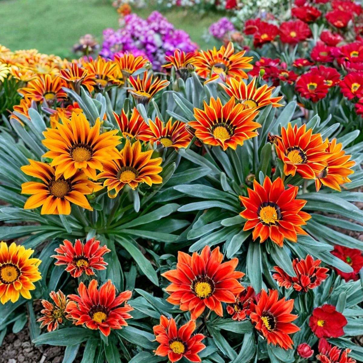 Gazania Seeds 75+ Cherry Sweetheart Fragrant Non-GMO Flower Seeds Colorful Blooms Gazania rigens