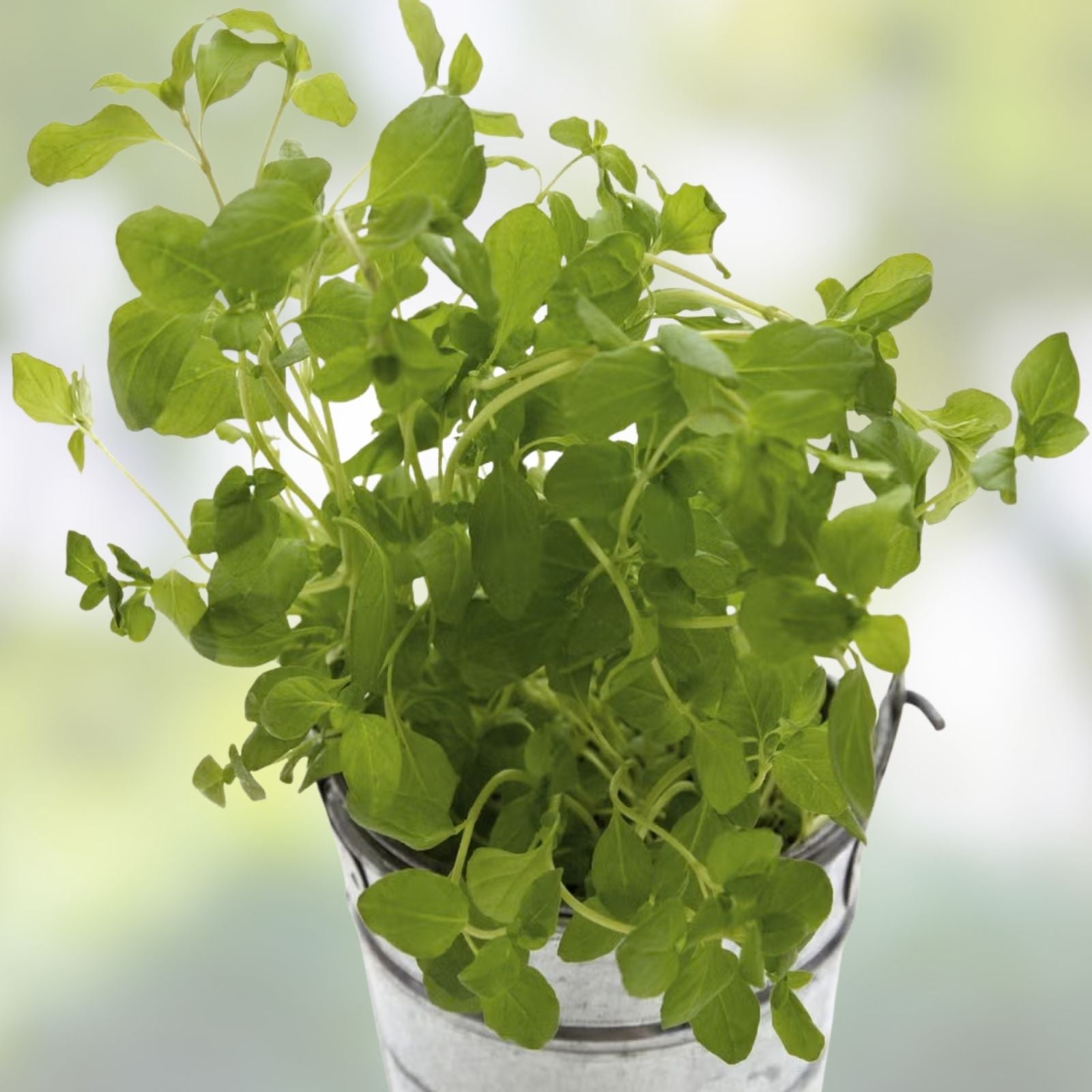 Sweet Mint Live Plant - Fresh Mentha spicata for Mojitos - Herb Garden, Culinary, Aromatic Herb