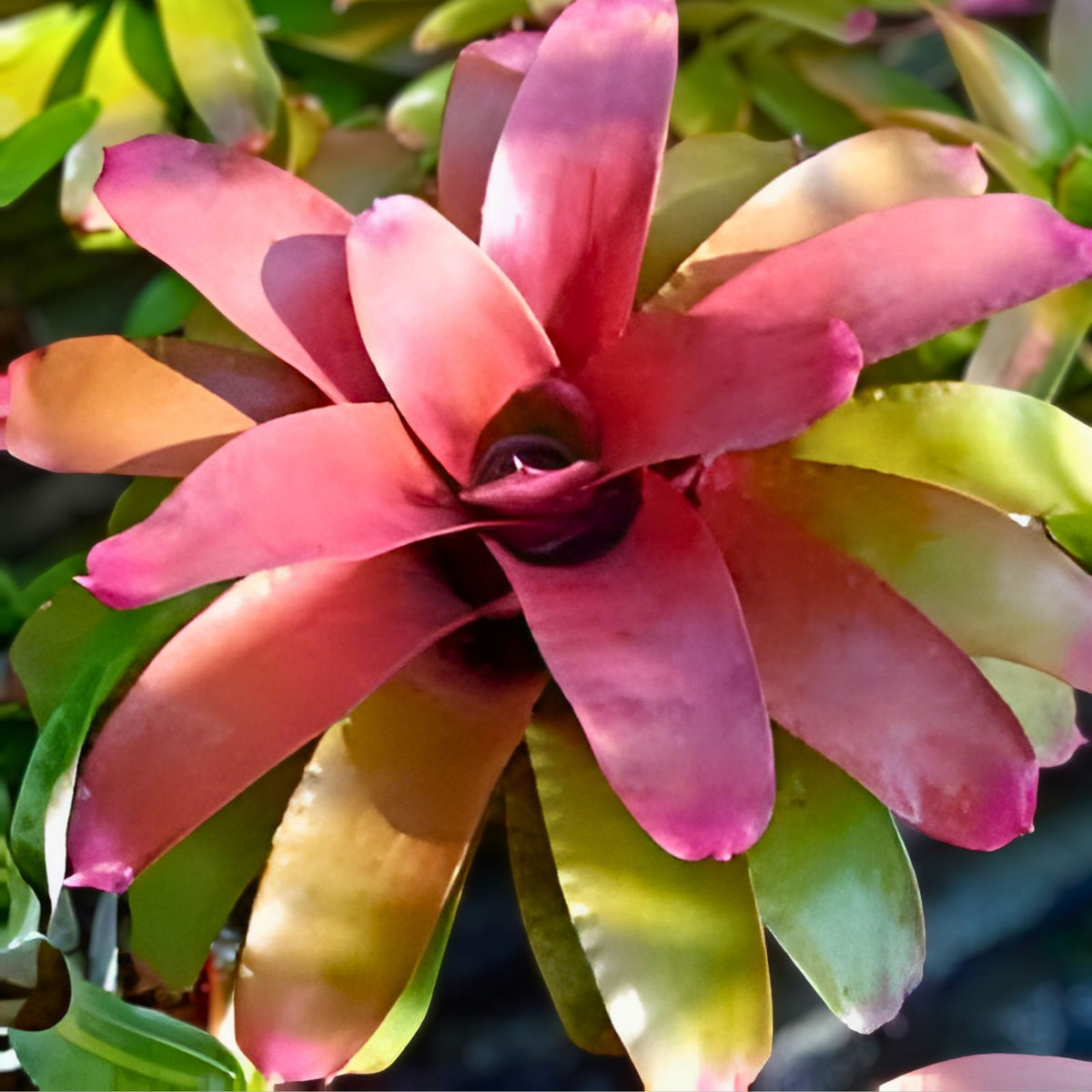 Bromeliad Plant - Compact Neoregelia Red Tiger - Indoor Gardening - Made in Homestead, FL, USA - Terrarium Variety