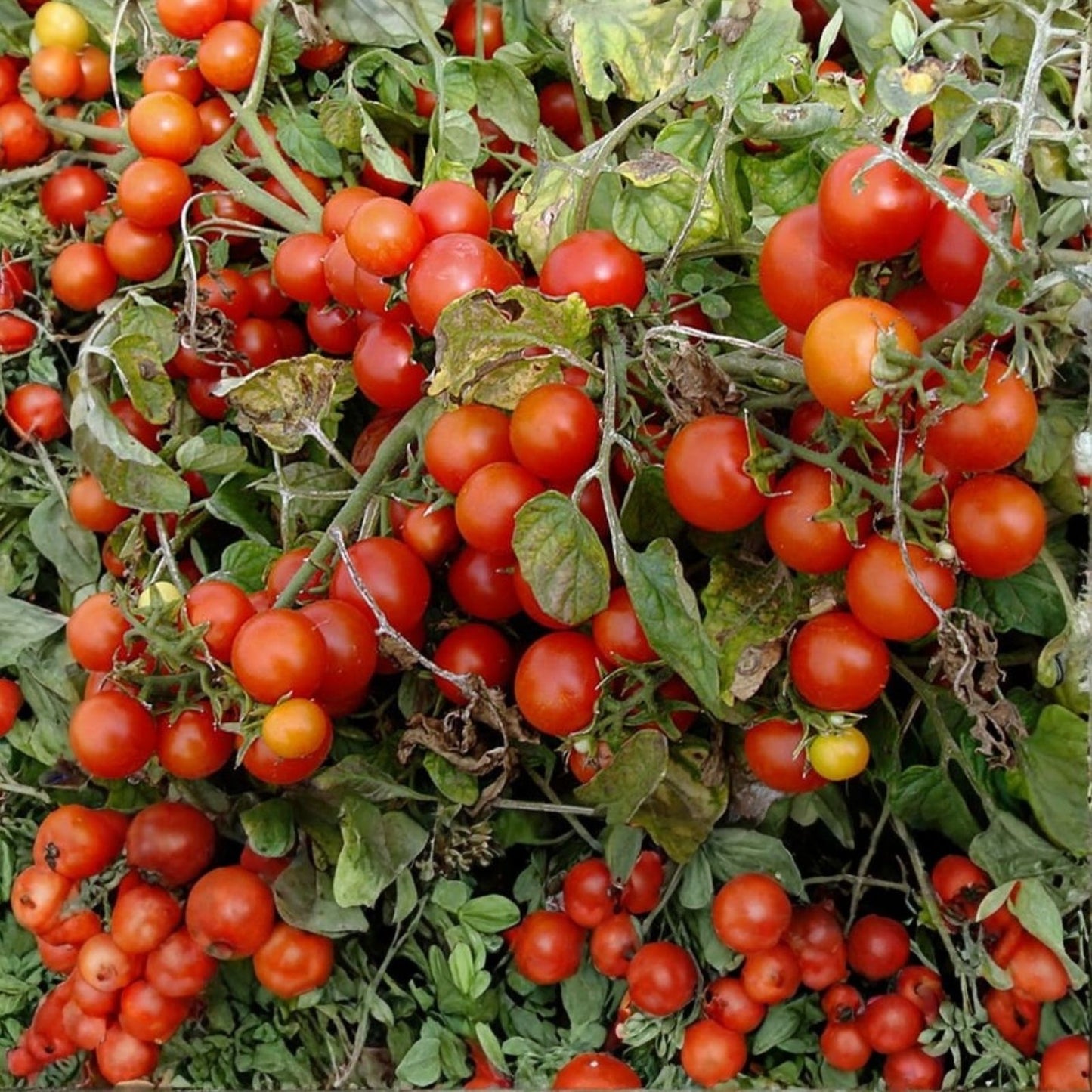 Cherry Tomato Seeds Set of 40+ | Large Red Fruit | Solanum lycopersicum | Non-Californian Shipping