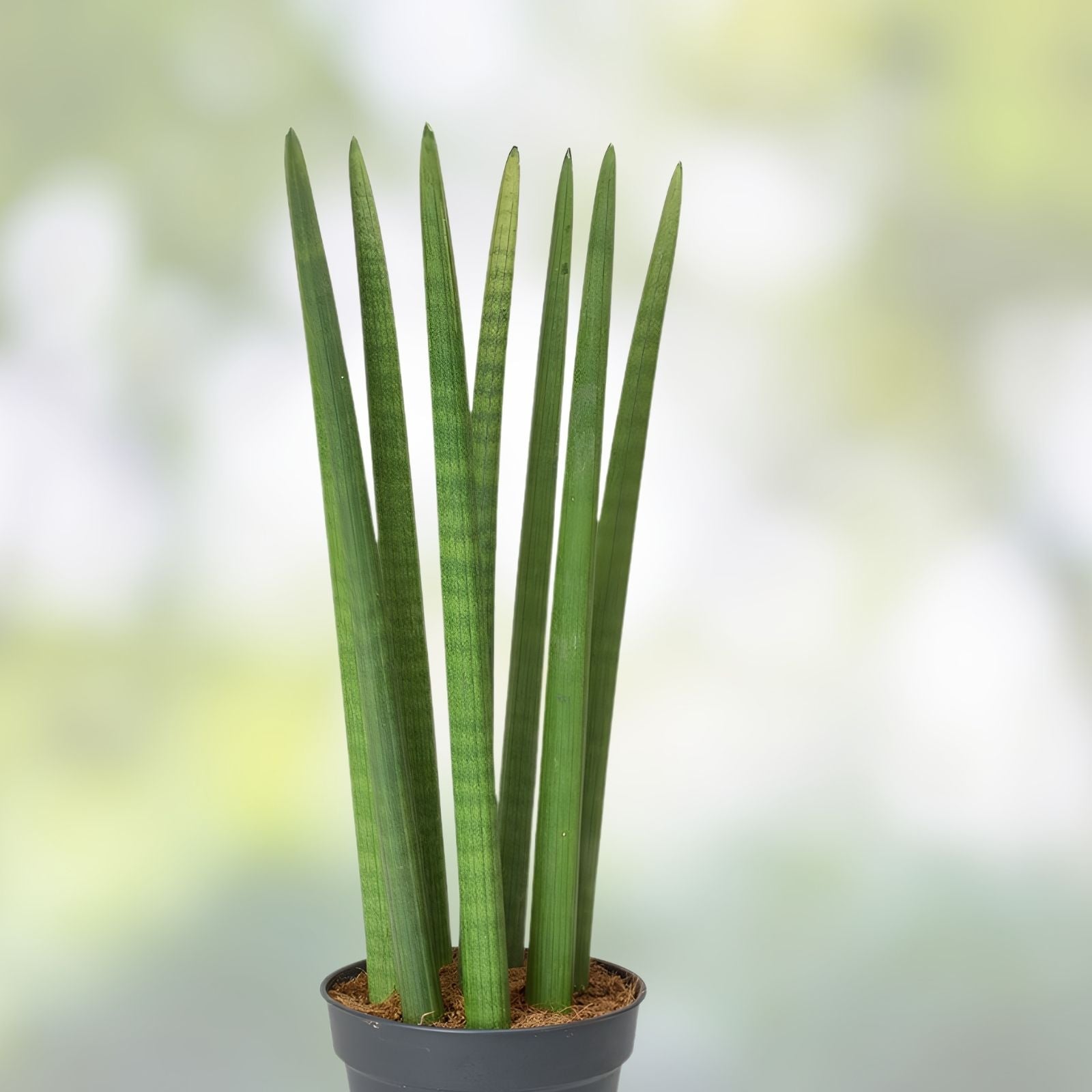 Snake Plant Cutting - Unrooted Sansevieria Cylindrica Live Starter Plant for Indoor Houseplant and Air Purification