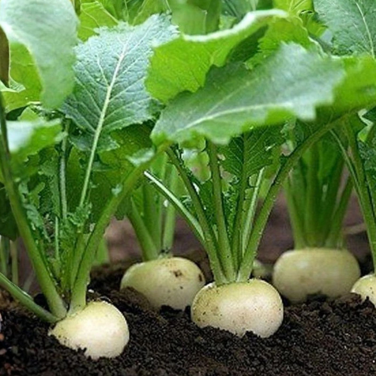 Heirloom Vegetable Seed Collection - 5 Varieties - Organic Seeds for Home Gardening - Non-GMO, Heirloom, Eco-Friendly