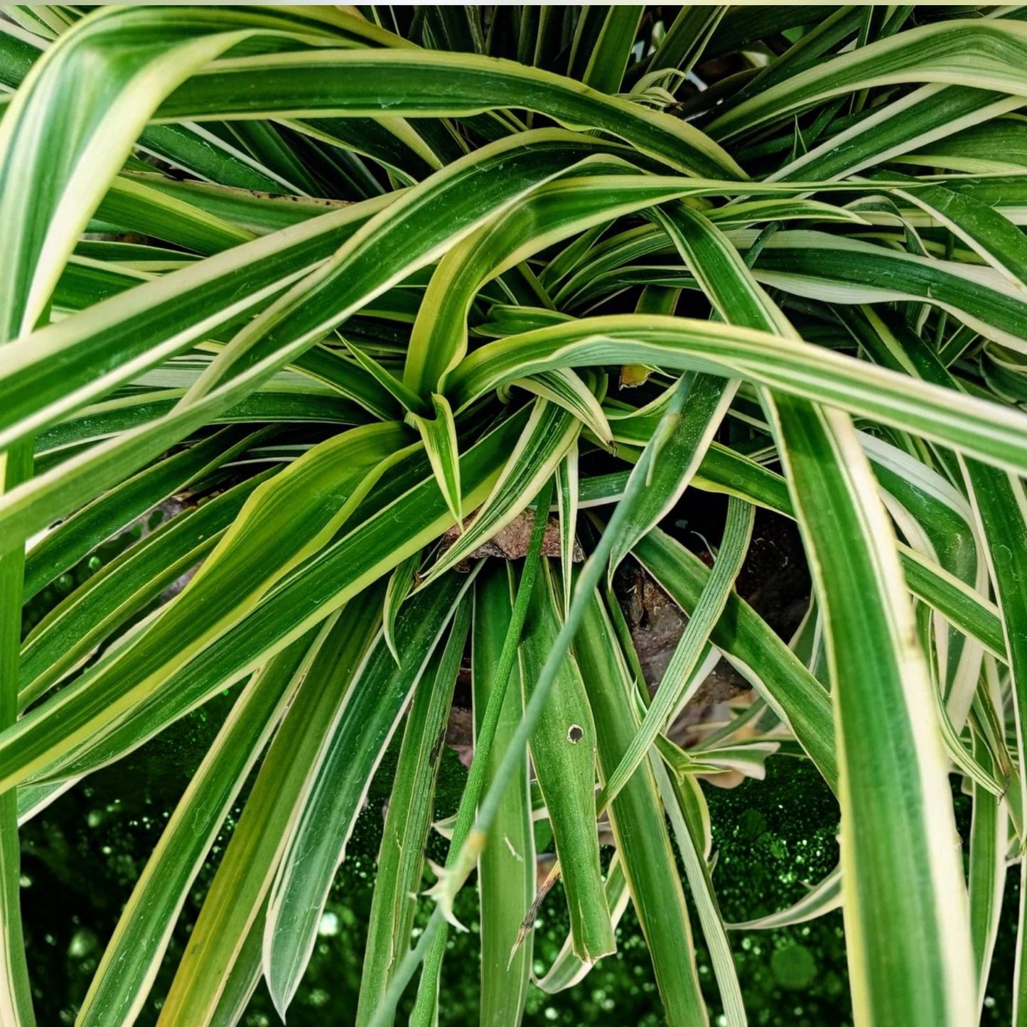 Live 8-inch Variegated Spider Plant - Chlorophytum comosum - Easy Care Houseplant for Home Decor