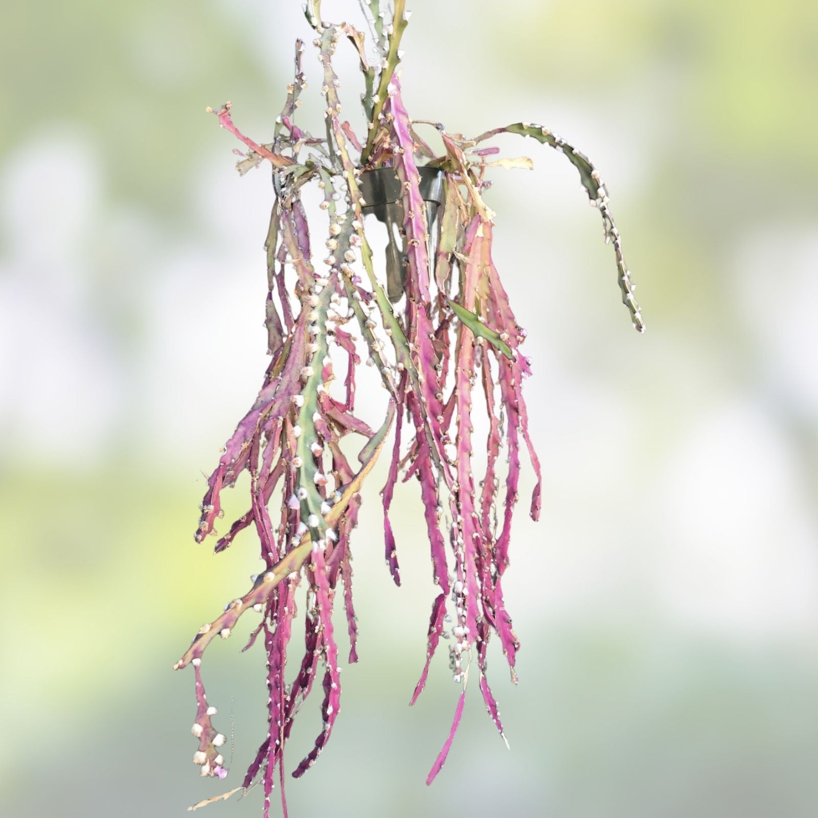 Rhipsalis Cactus Cuttings 10" Long Red Clone Succulent Plant Lepismium Cruciforme, Easy Care Indoor Garden