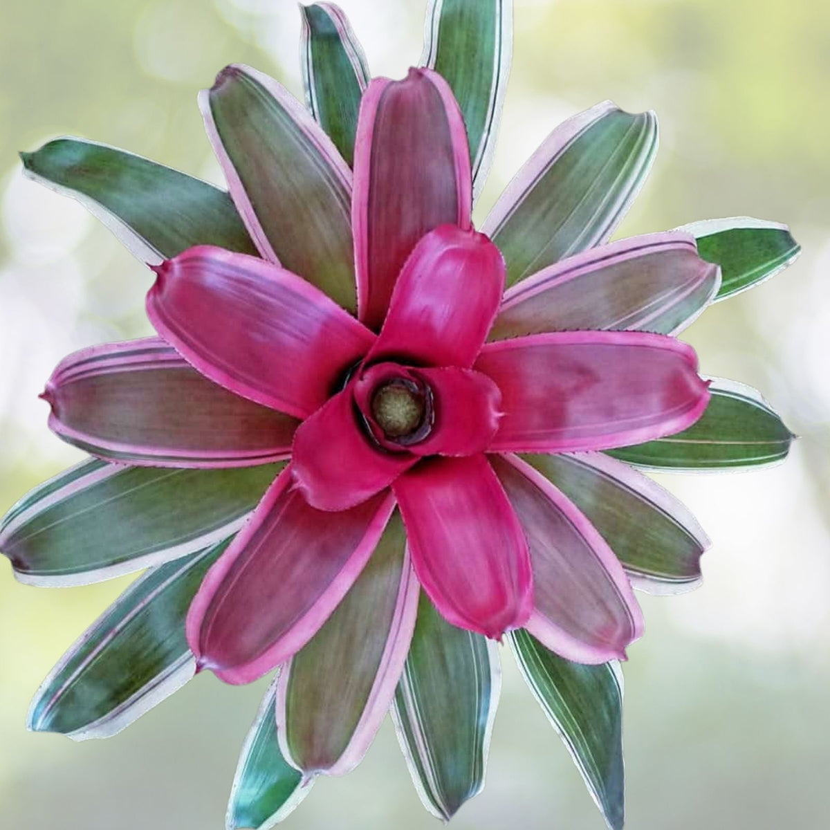 Neoregelia Mona Lisa 6" Bromeliad Plant - Tropical Indoor Houseplant with Exotic Colorful Foliage - Neoregelia spp.