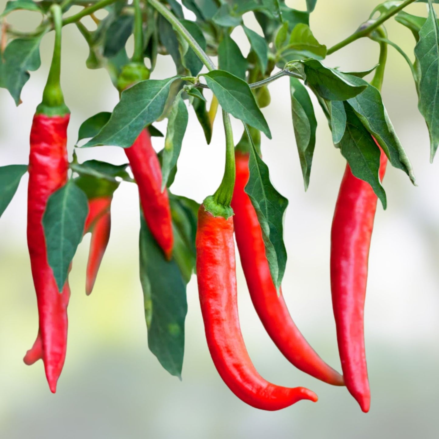 Cayenne Pepper Seeds 100+ Heirloom Non-GMO Hot Red Capsicum annuum Vegetable Seeds