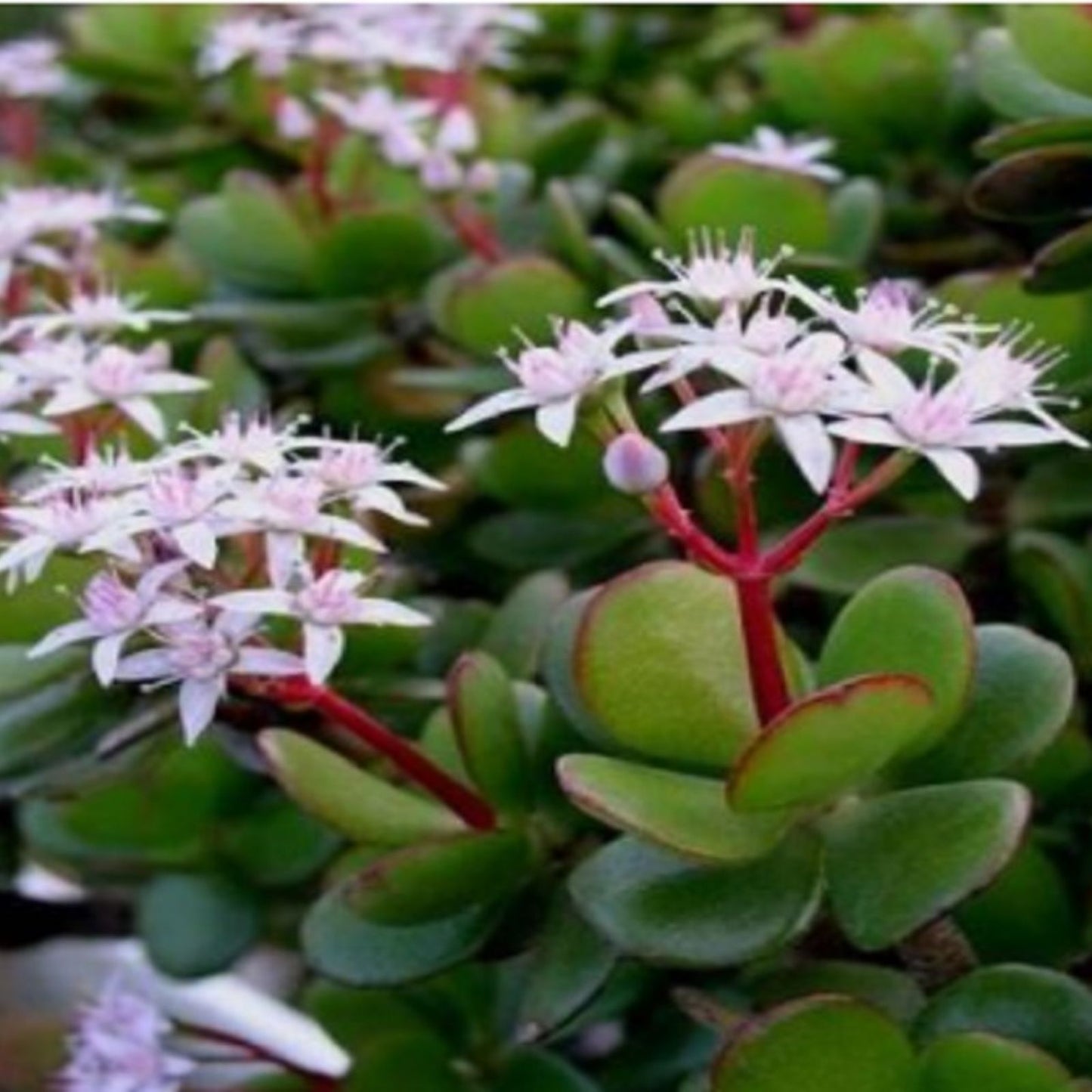 Jade Plant Cuttings - 4 Fresh Crassula Ovata Succulent Garden Decor - Easy Care Indoor Plant Propagation
