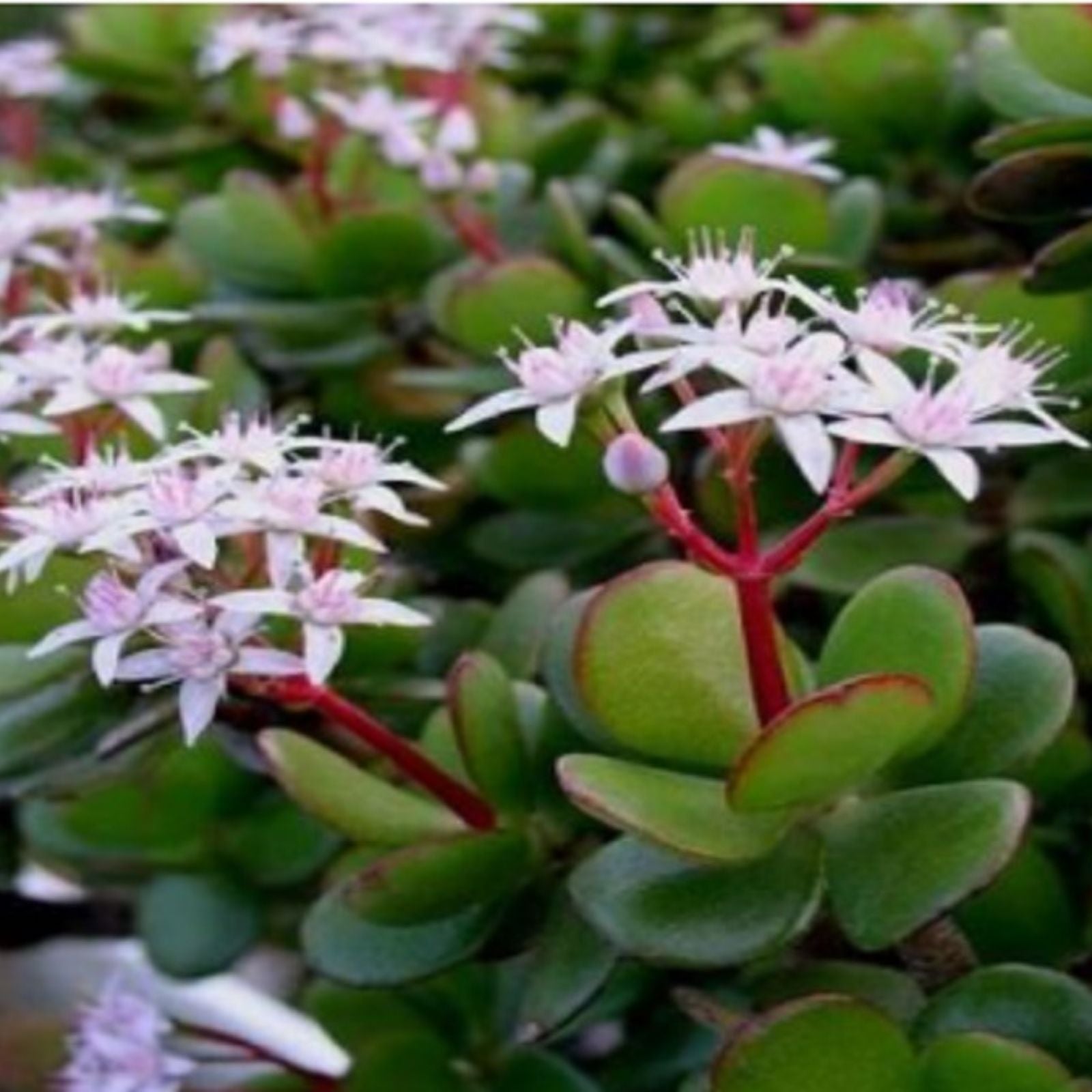 Jade Plant Cuttings - 4 Fresh Crassula Ovata Succulent Garden Decor - Easy Care Indoor Plant Propagation