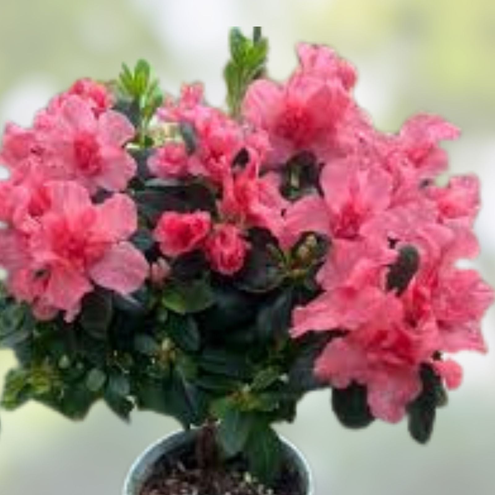 Encore Autumn Twist Azalea Starter Plant - Deciduous Rhododendron 'Autumn Twist' Well Rooted Shrub