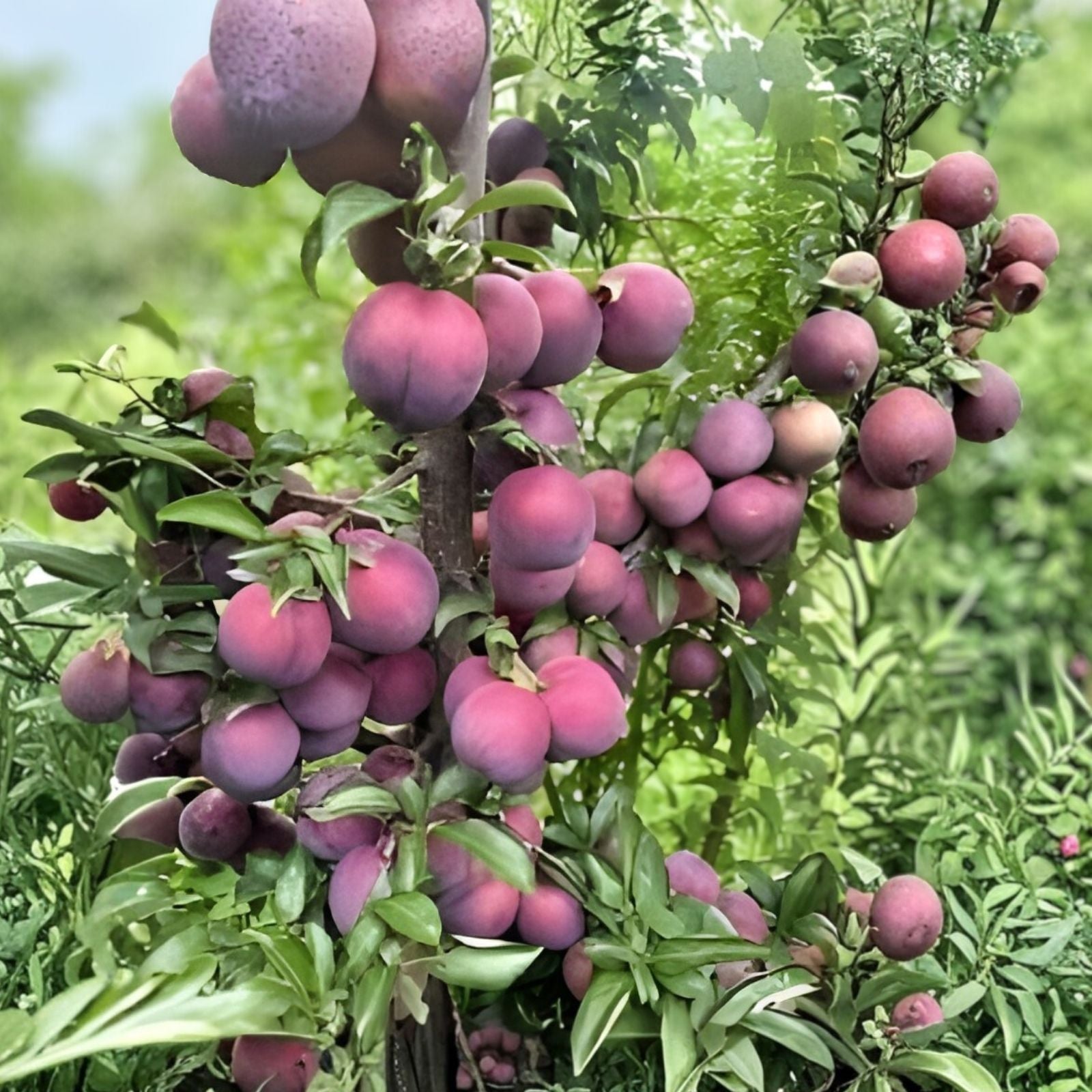 Wild Plum Tree Live Plant Set of 2 – Fruit-Bearing Ornamental Trees, 2-3 Years Old, Prunus spp.