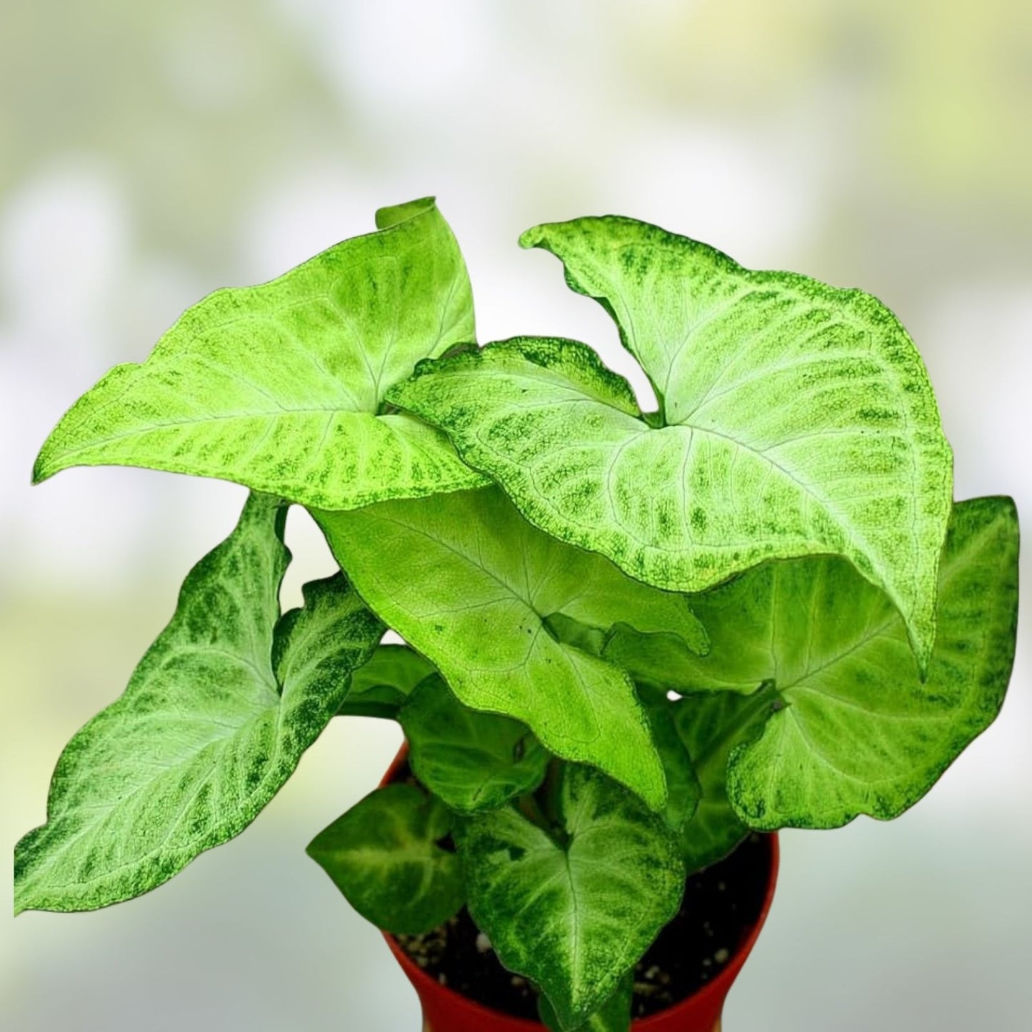 Syngonium Arrowhead Live Plant Cuttings – 3 Fully Rooted, Indoor Houseplant, Syngonium podophyllum, Green Foliage