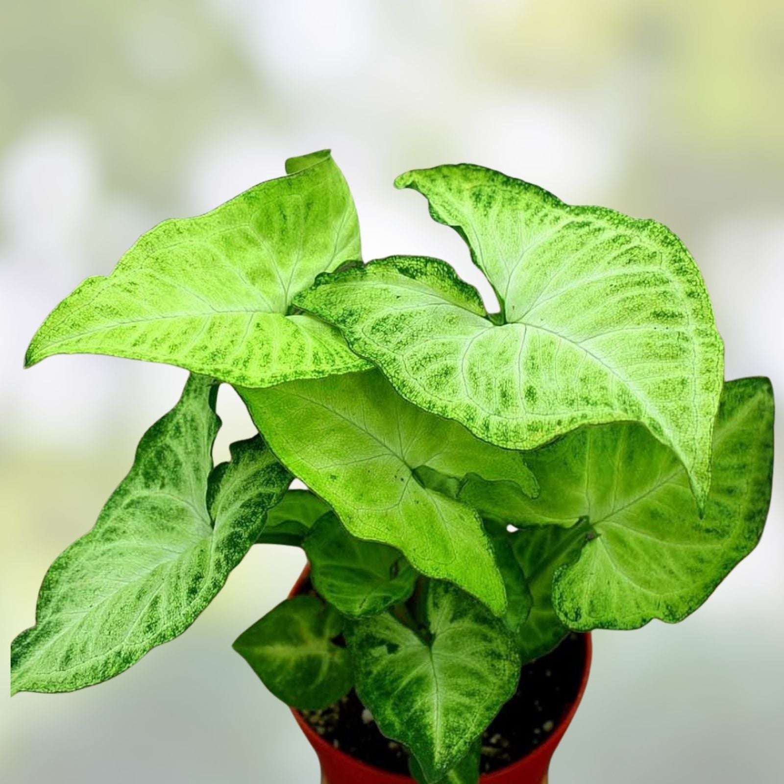 Syngonium Arrowhead Live Plant Cuttings – 3 Fully Rooted, Indoor Houseplant, Syngonium podophyllum, Green Foliage