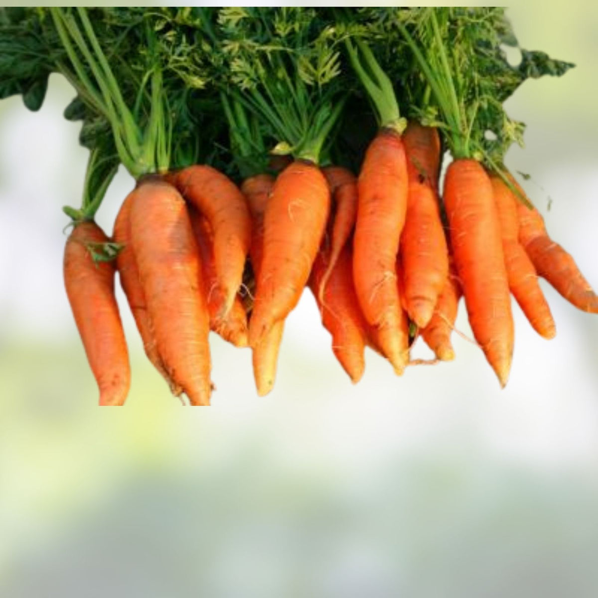 Heirloom Carrot Seeds - 100+ Non-GMO Danvers Half Long - Daucus carota Vegetable Seeds for Gardening