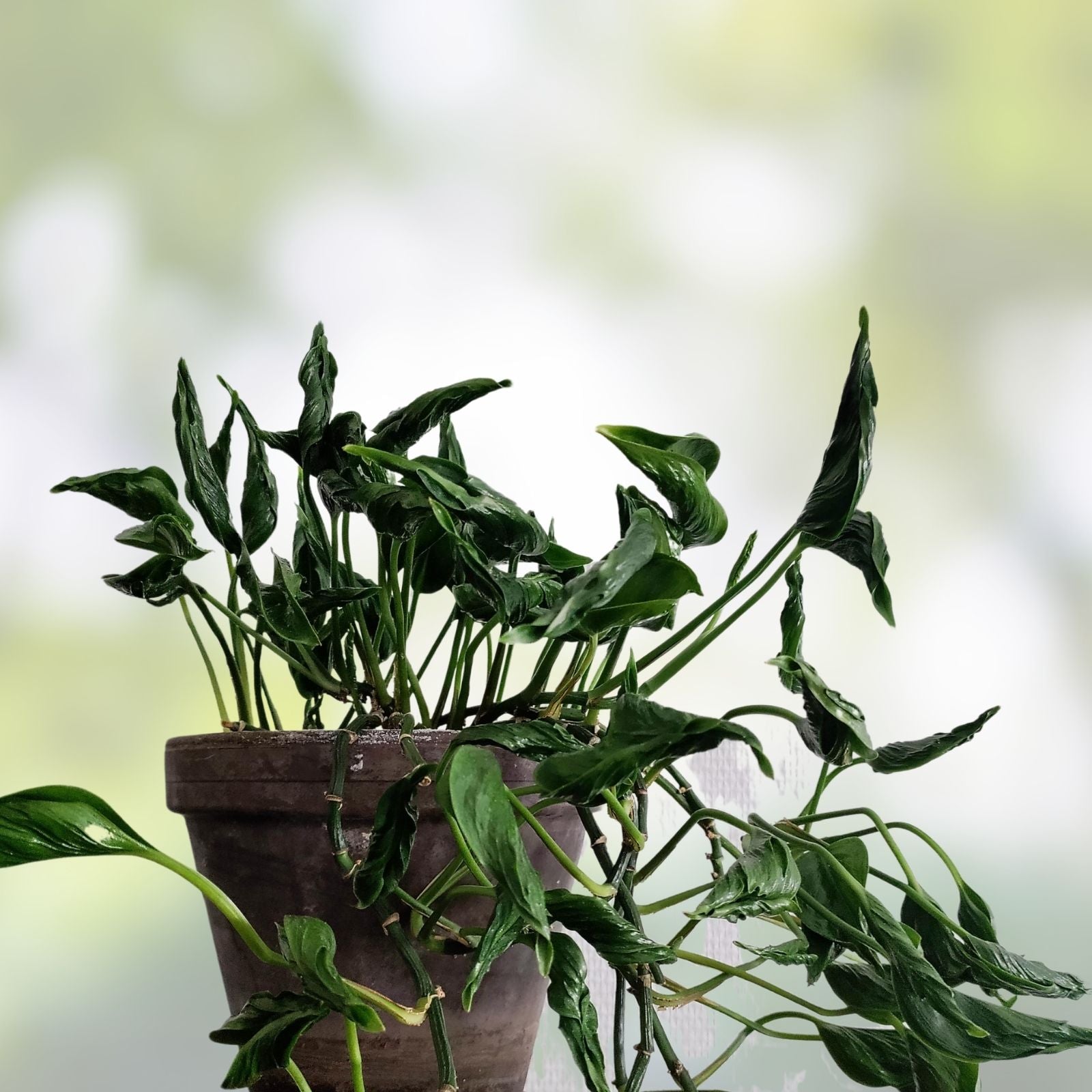 Rooted Cuttings - Shangri Ooh La La Exotic Indoor Plant - Houseplant Propagation - Rare Tropical Foliage