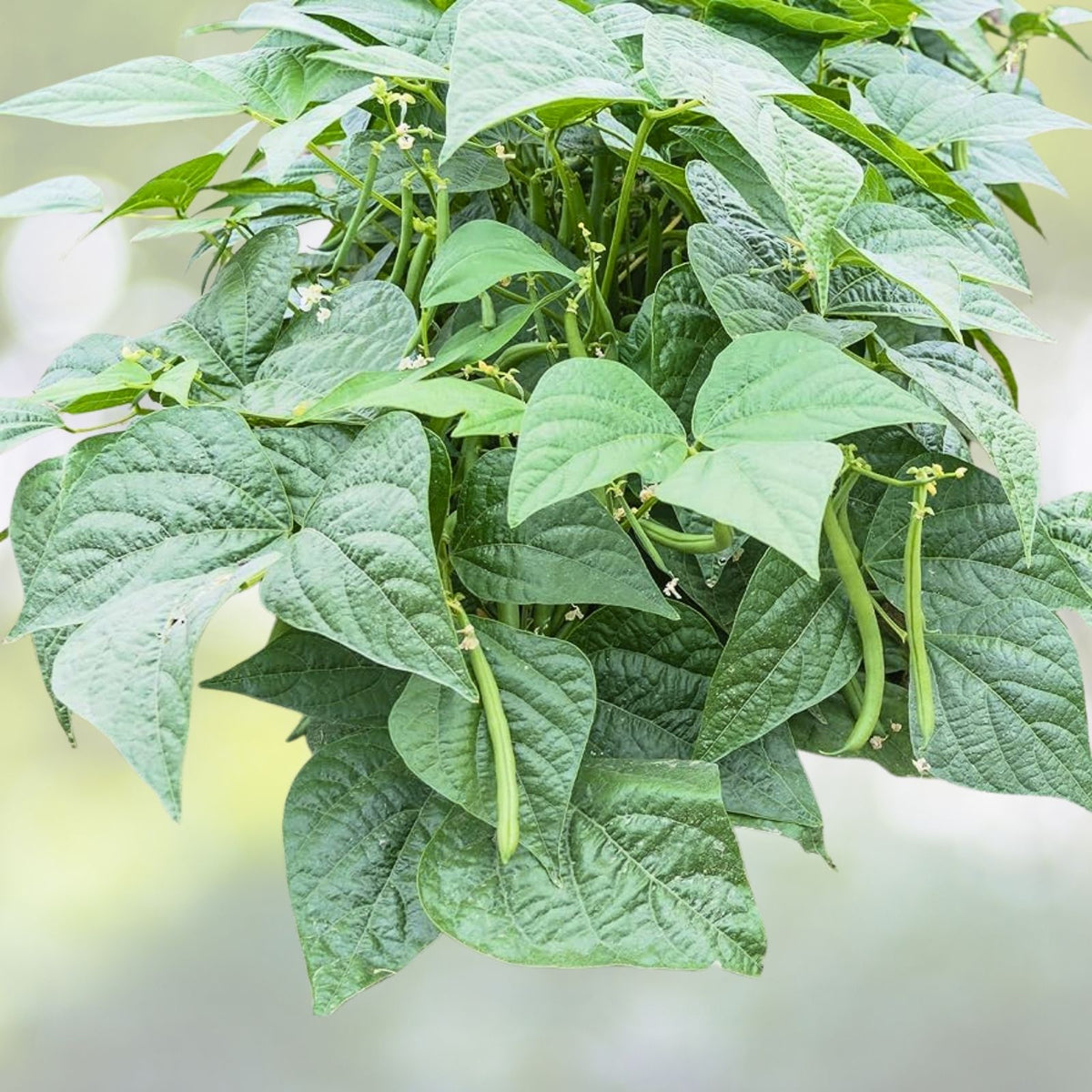 Greencrop Bush Bean Seeds | NON-GMO Heirloom Vegetable Seeds | Phaseolus vulgaris | Fresh Garden Planting Seeds