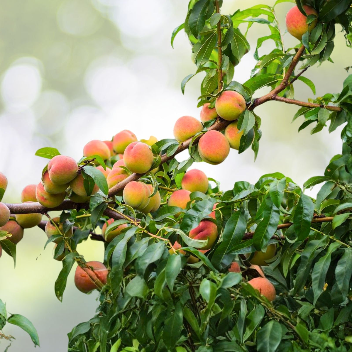Dwarf Peach Tree Seeds - Loring Nemaguard - Fast Hardy Fruit - Prunus persica - 3+1 Free