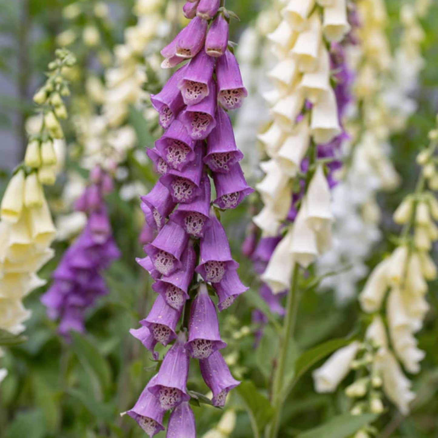Foxglove Flower Seeds - 1,000+ Mixed Color Digitalis purpurea Seeds for Garden, Wildflower, Perennial Planting
